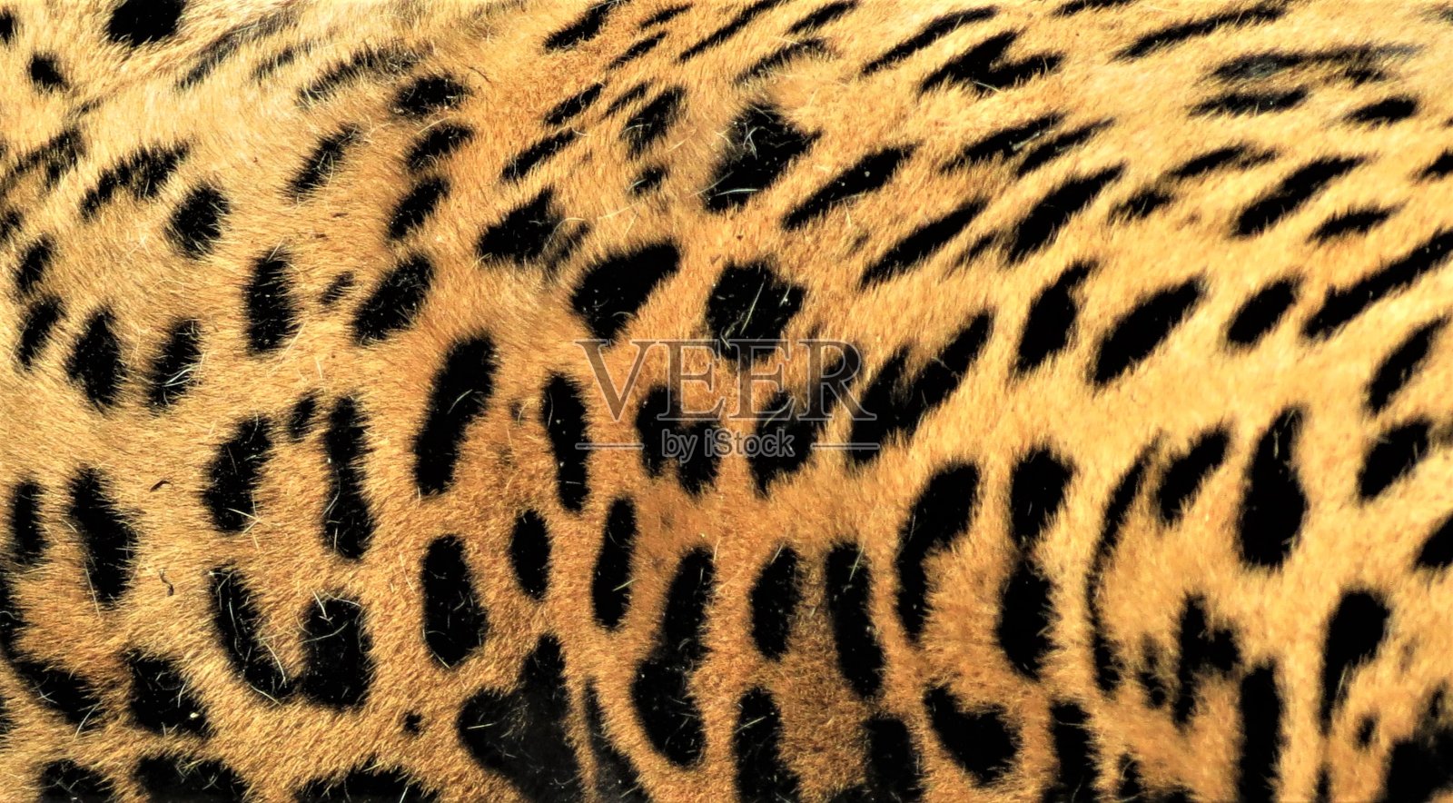 豹毛皮背景。照片摄影图片