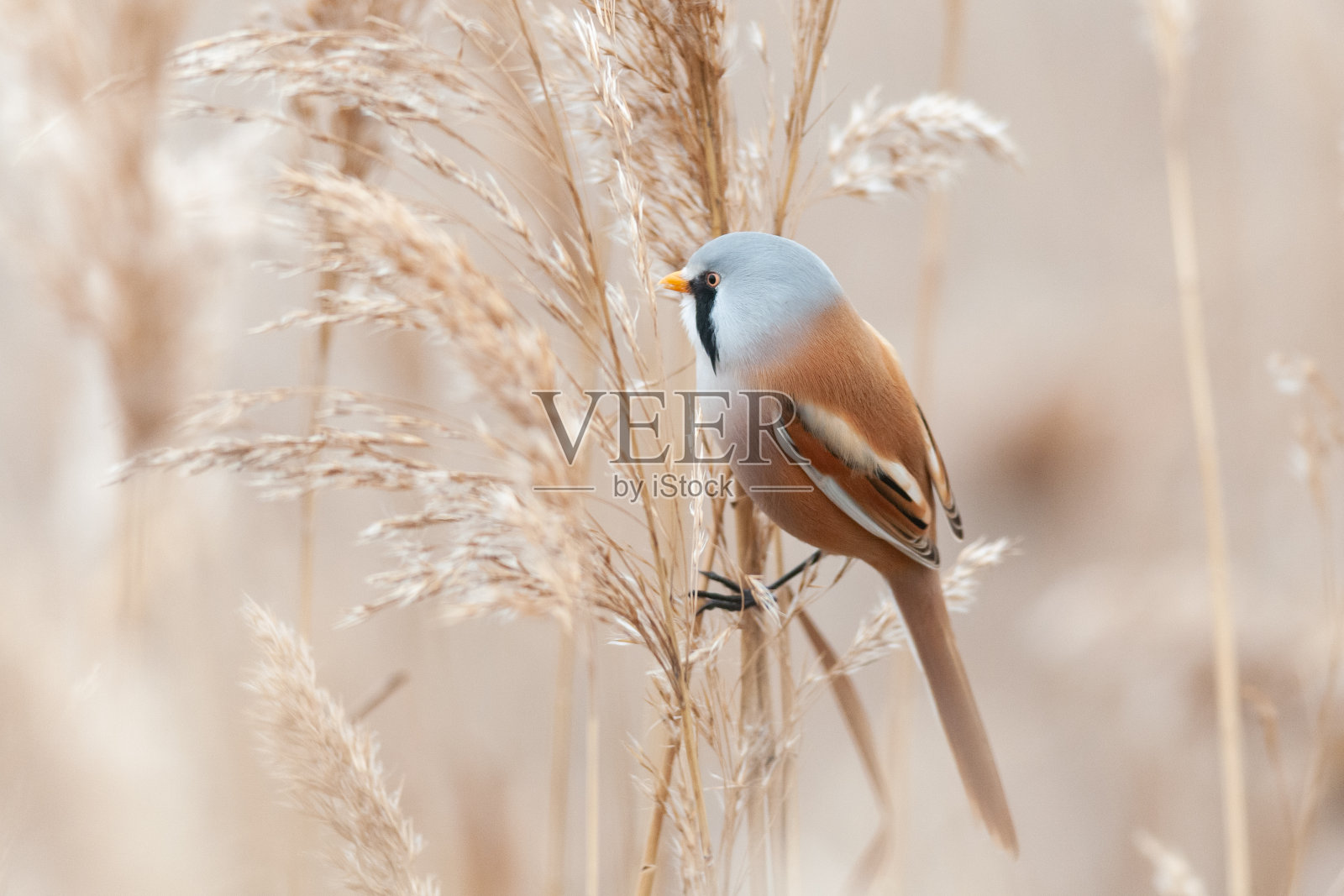 栖息的有胡子的山雀，以芦苇为食。Panurus biarmicus照片摄影图片