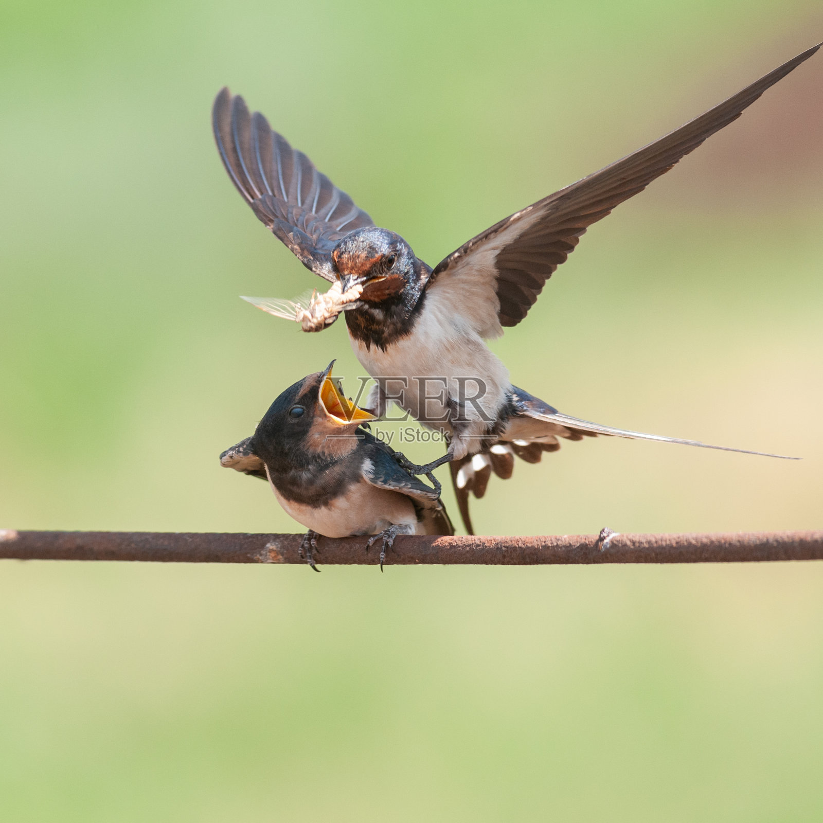 大燕，成年鸟，嘴里衔着昆虫在喂小鸡照片摄影图片