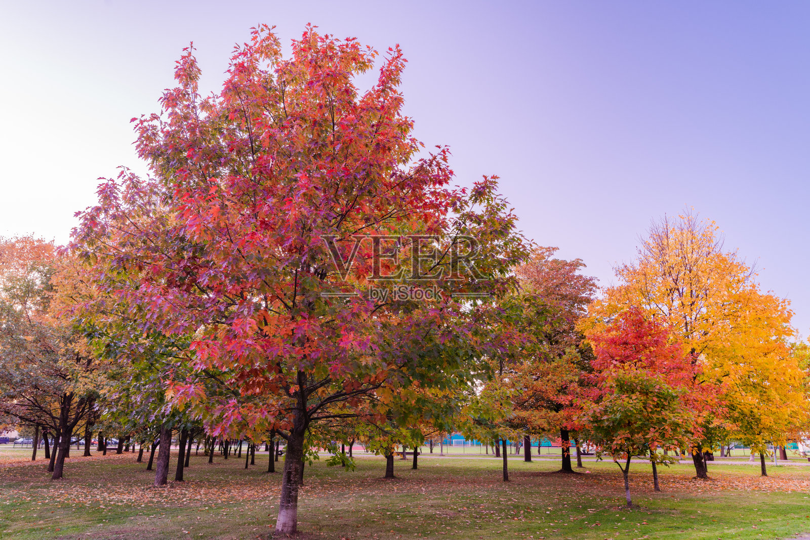 色彩缤纷的秋季公园。自然美丽的秋天照片摄影图片