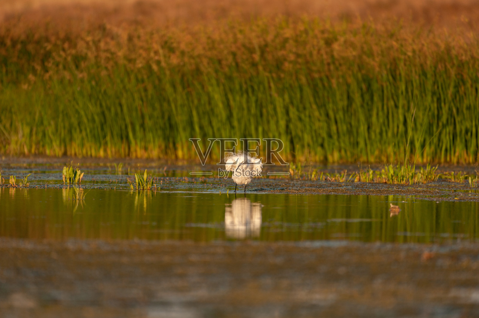 白鹭在美丽的灯光下栖息。Ardea阿尔巴照片摄影图片