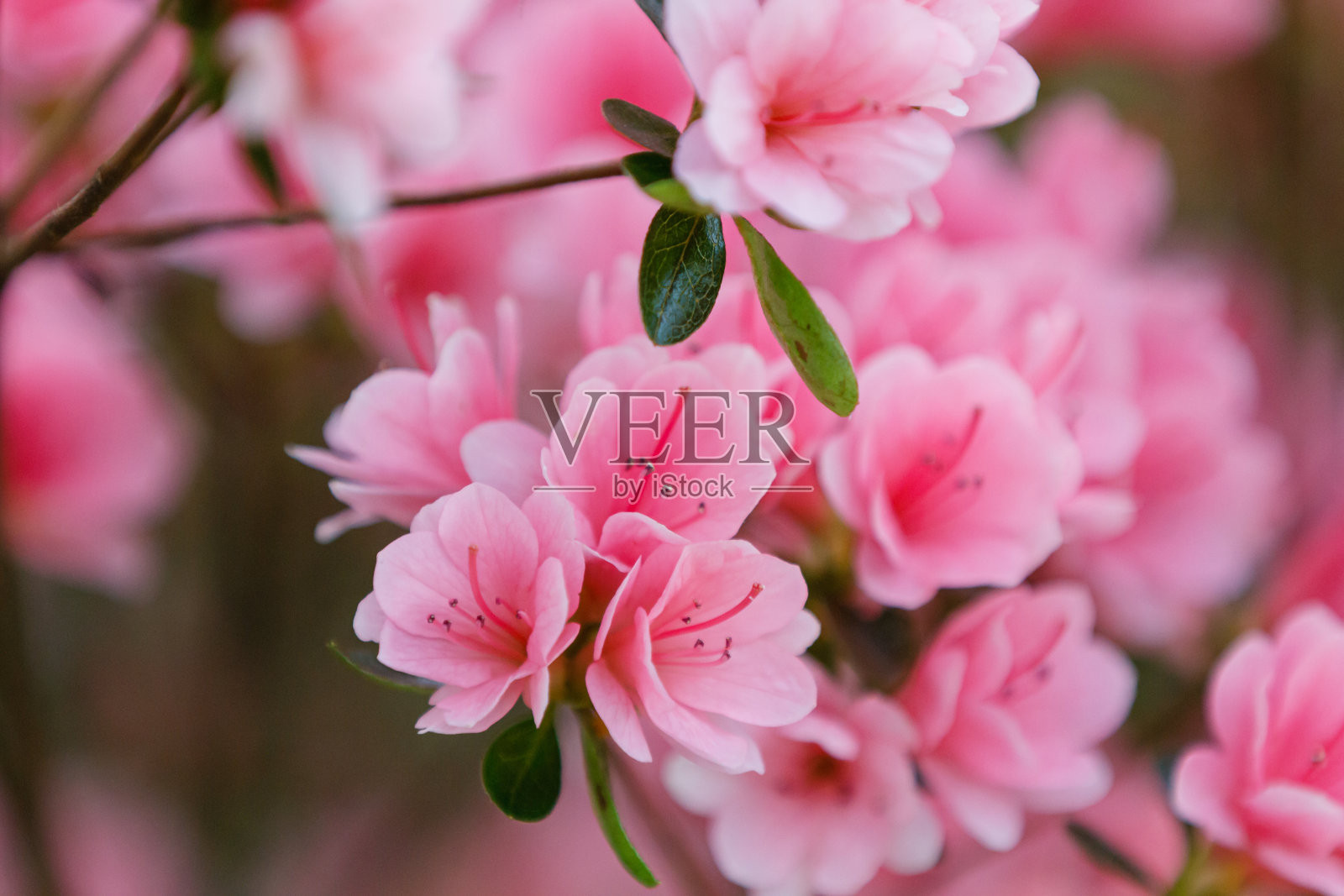 粉红色的花盛开着照片摄影图片