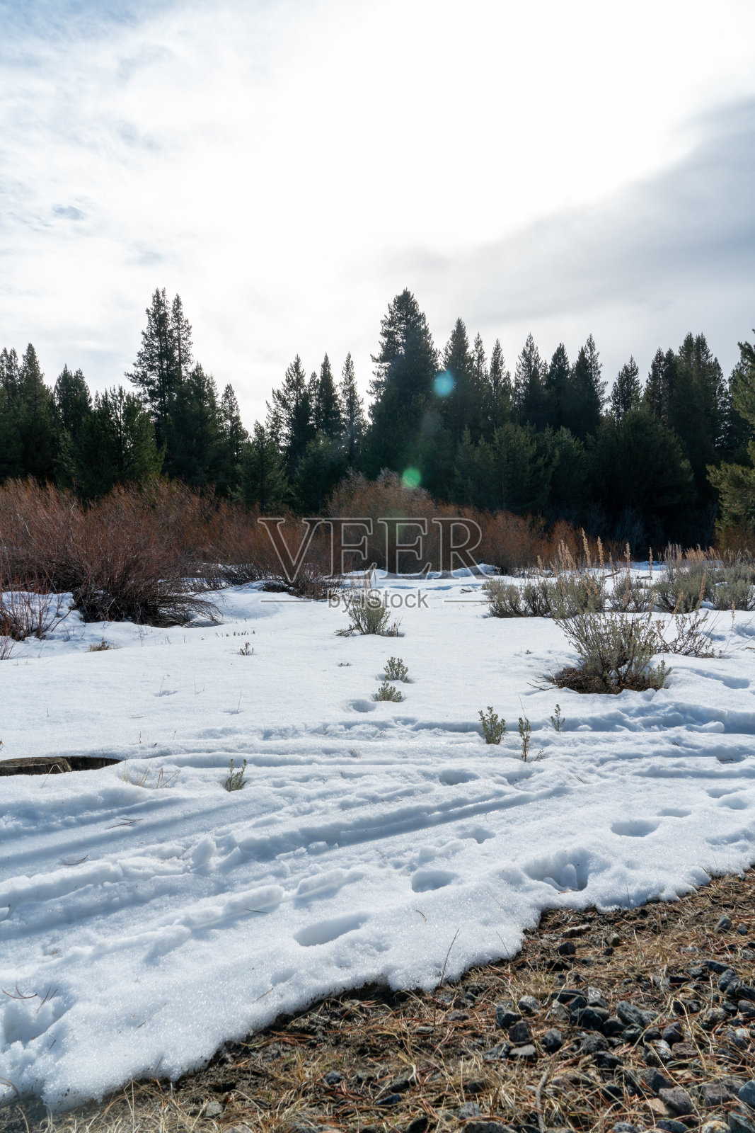 在一个下雪的下午在塔霍湖的瓦肖州立公园徒步旅行照片摄影图片
