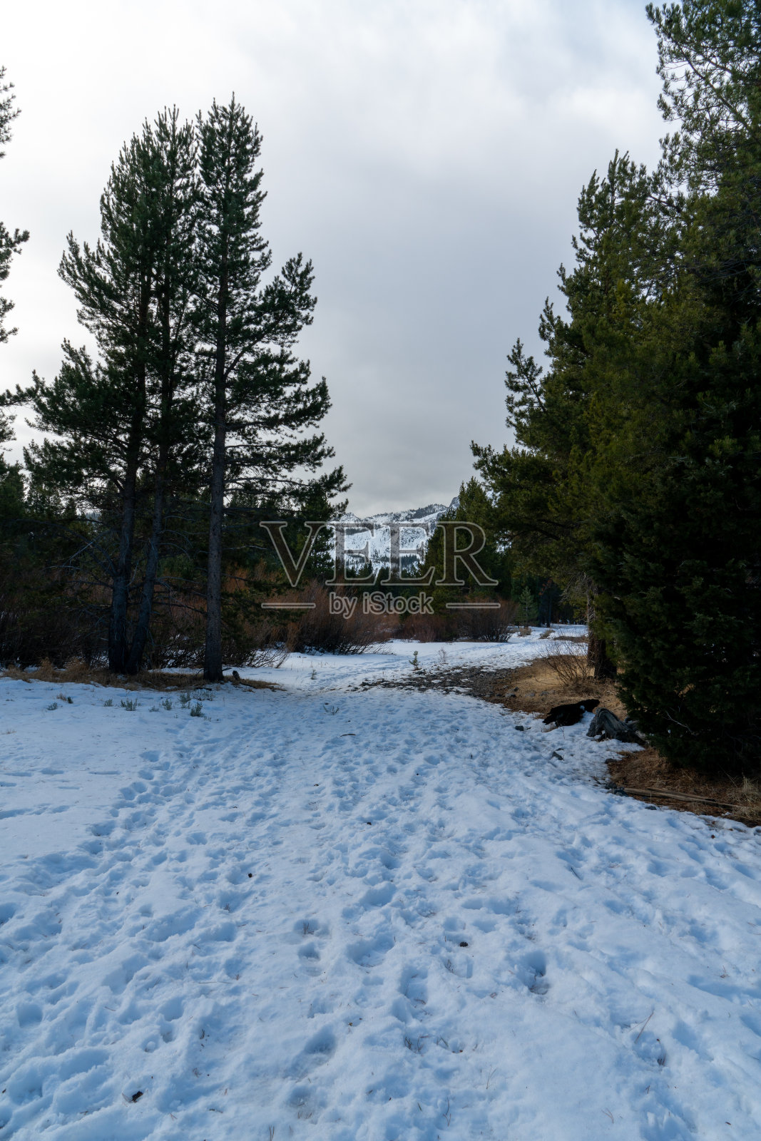 在一个下雪的下午在塔霍湖的瓦肖州立公园徒步旅行照片摄影图片