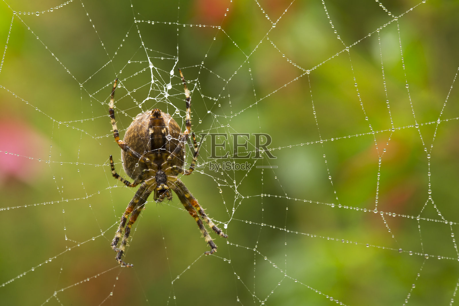 一个十字圆织布蜘蛛的特写在一个露水覆盖的网在秋天照片摄影图片
