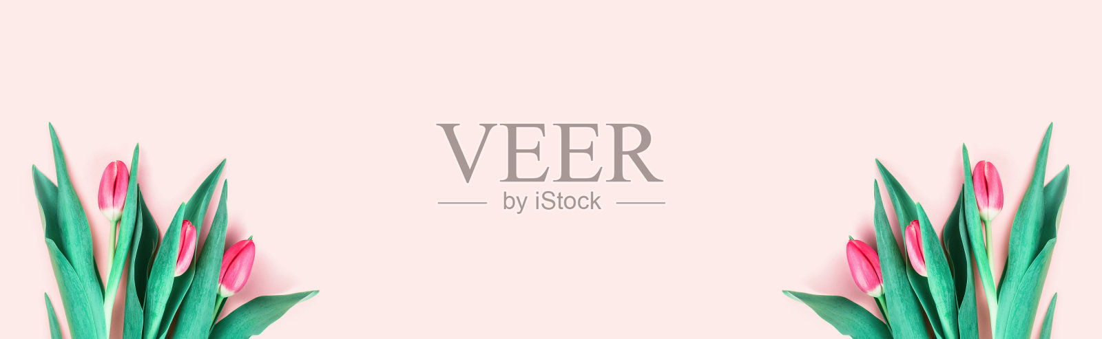 三朵粉红色的郁金香在粉红色的背景横幅上照片摄影图片