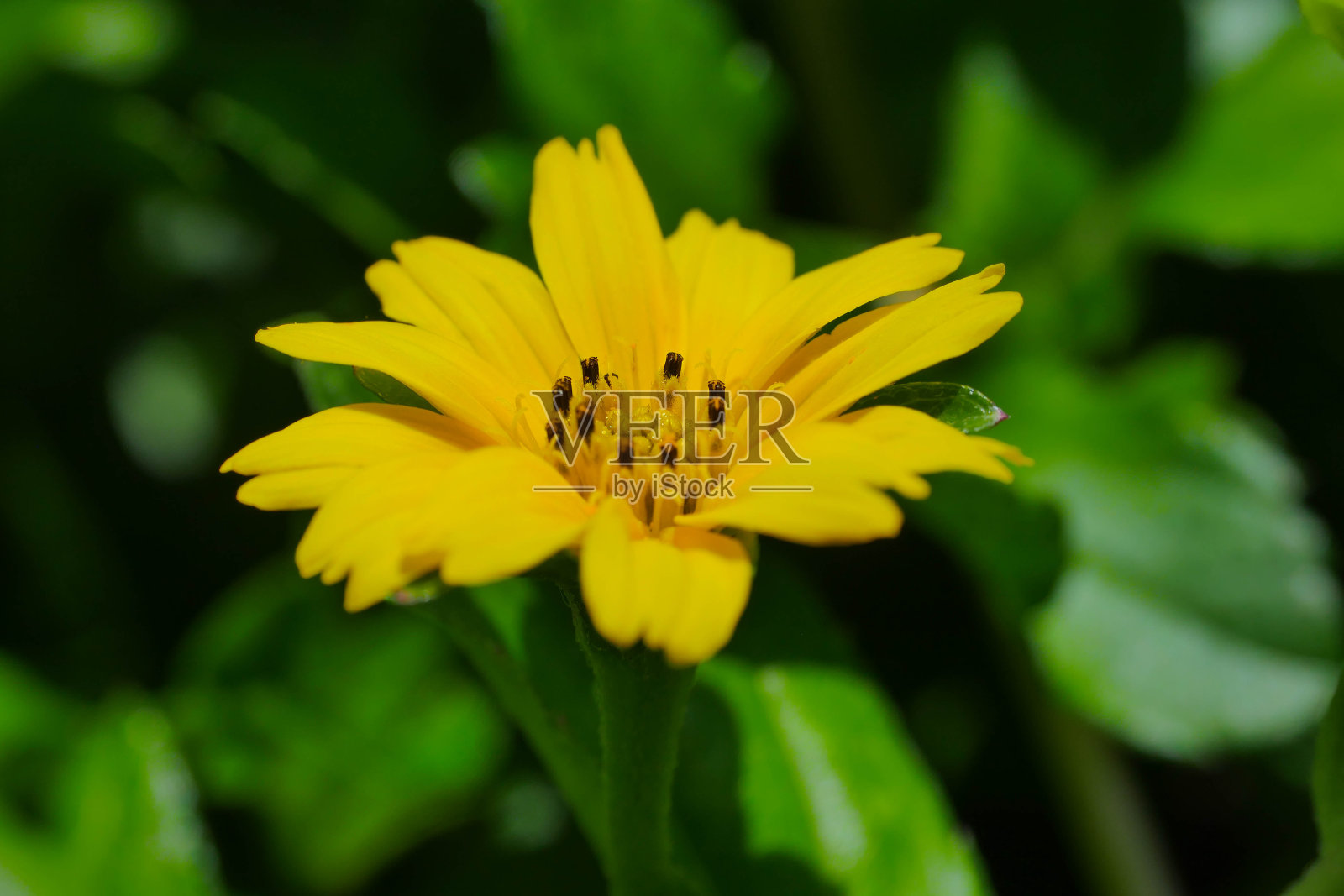 韦迪莉亚·卡伦杜拉切亚照片摄影图片