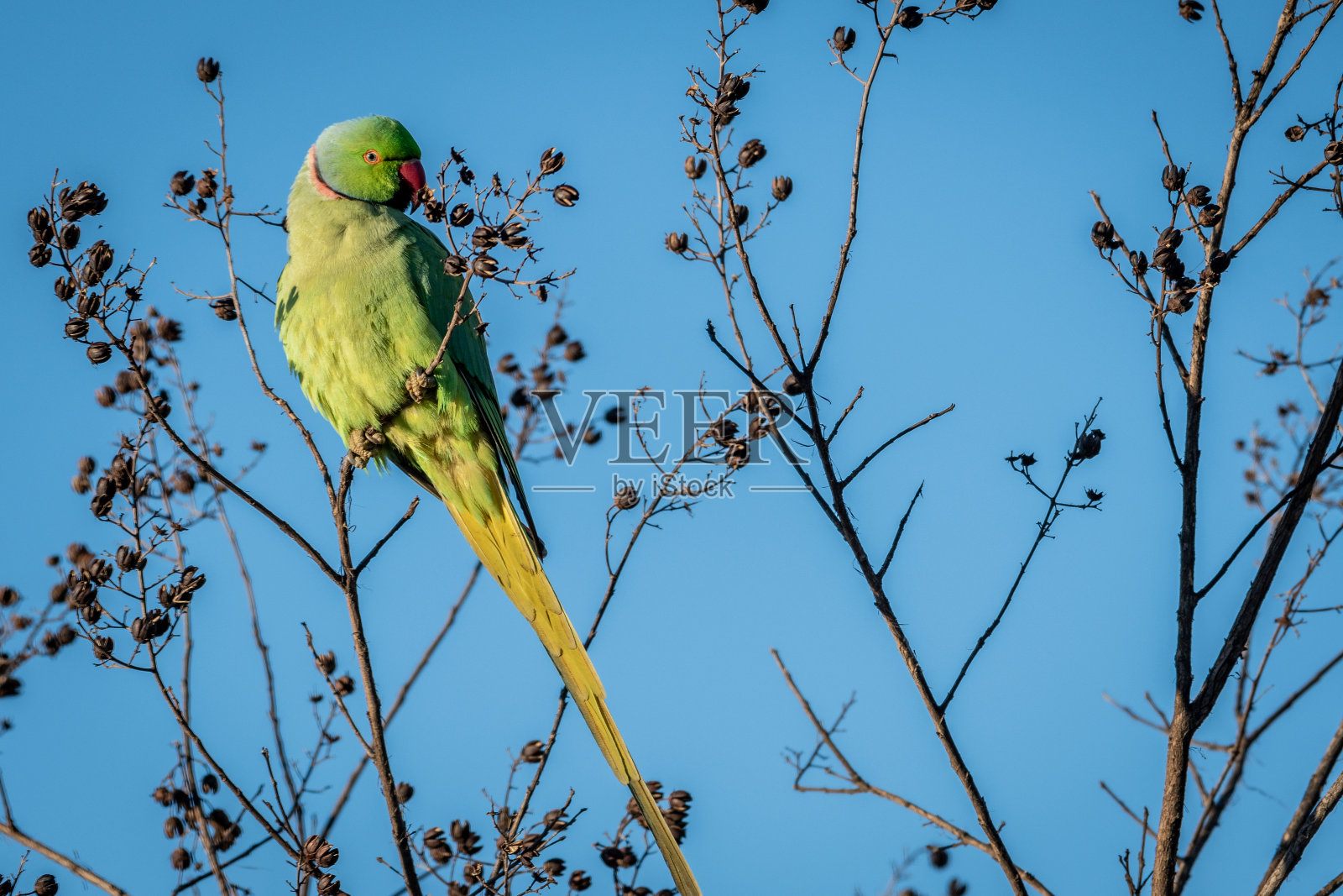 野生美丽红领绿鹦鹉鸟的独立特写照片摄影图片
