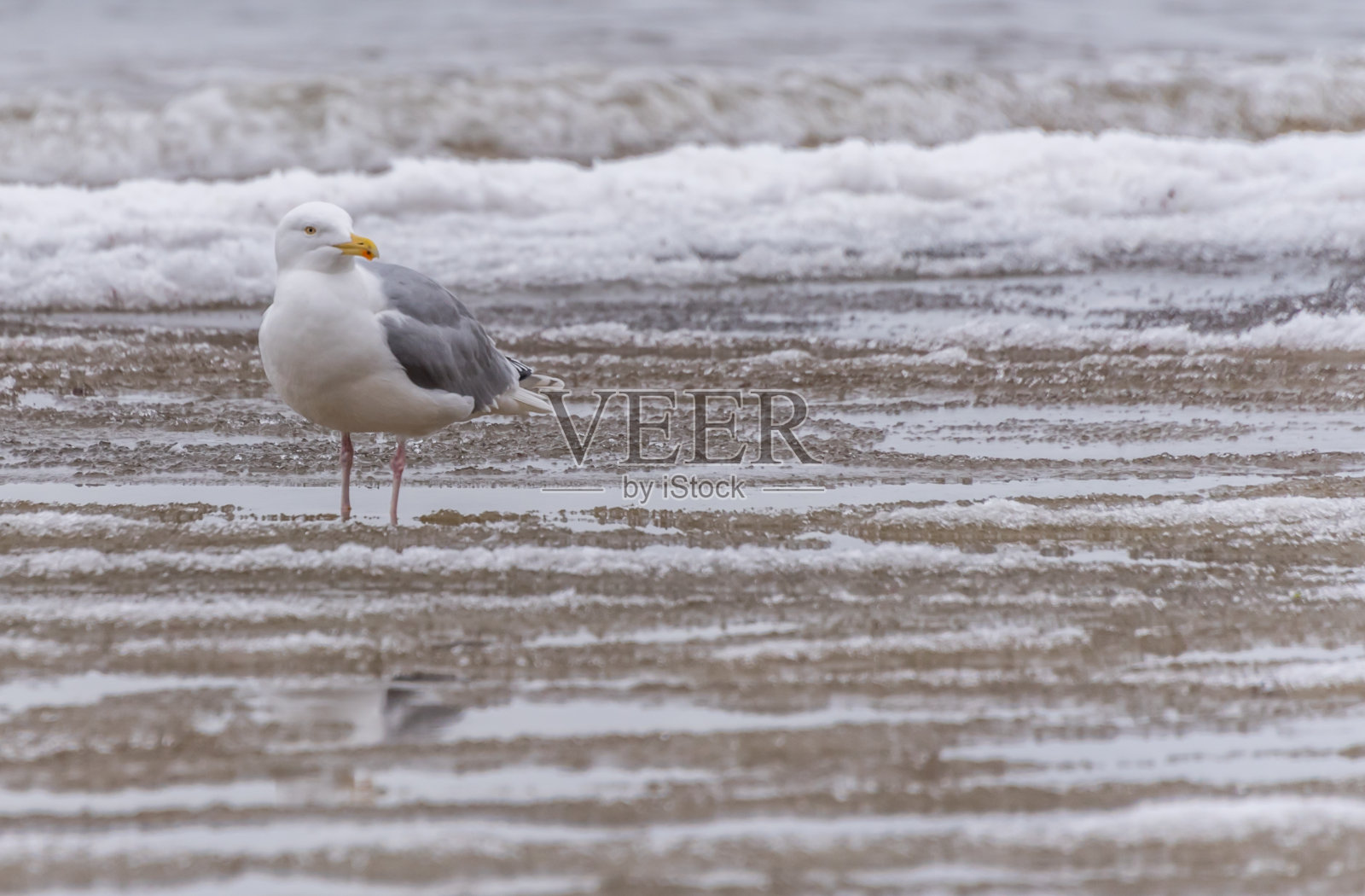 冬天，在冰冻的波罗的海沿岸，海滩上的海鸥照片摄影图片
