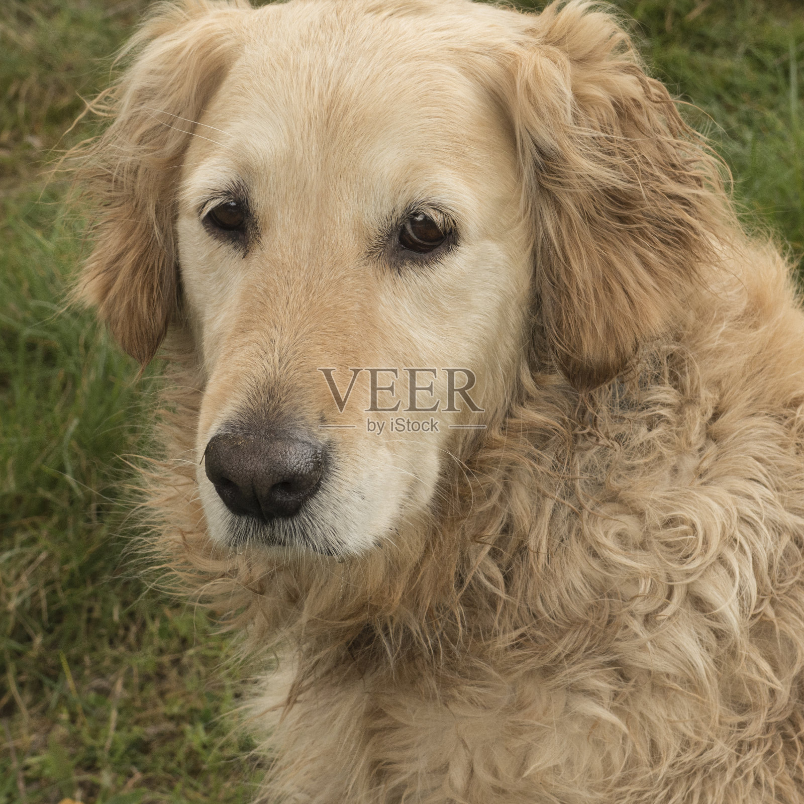 肖像的宠物照片摄影图片