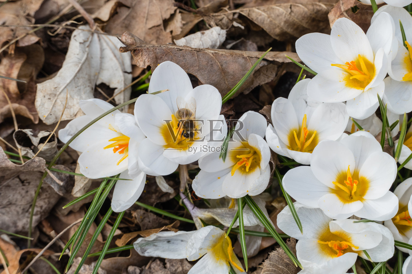 白色番红花中的蜜蜂照片摄影图片