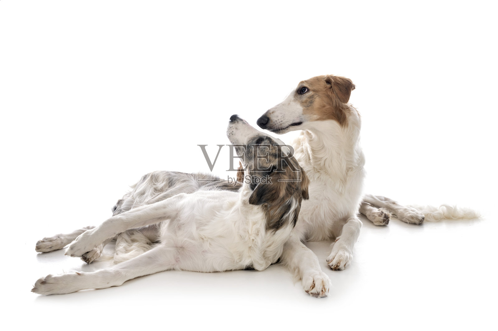 年轻的猎狼照片摄影图片