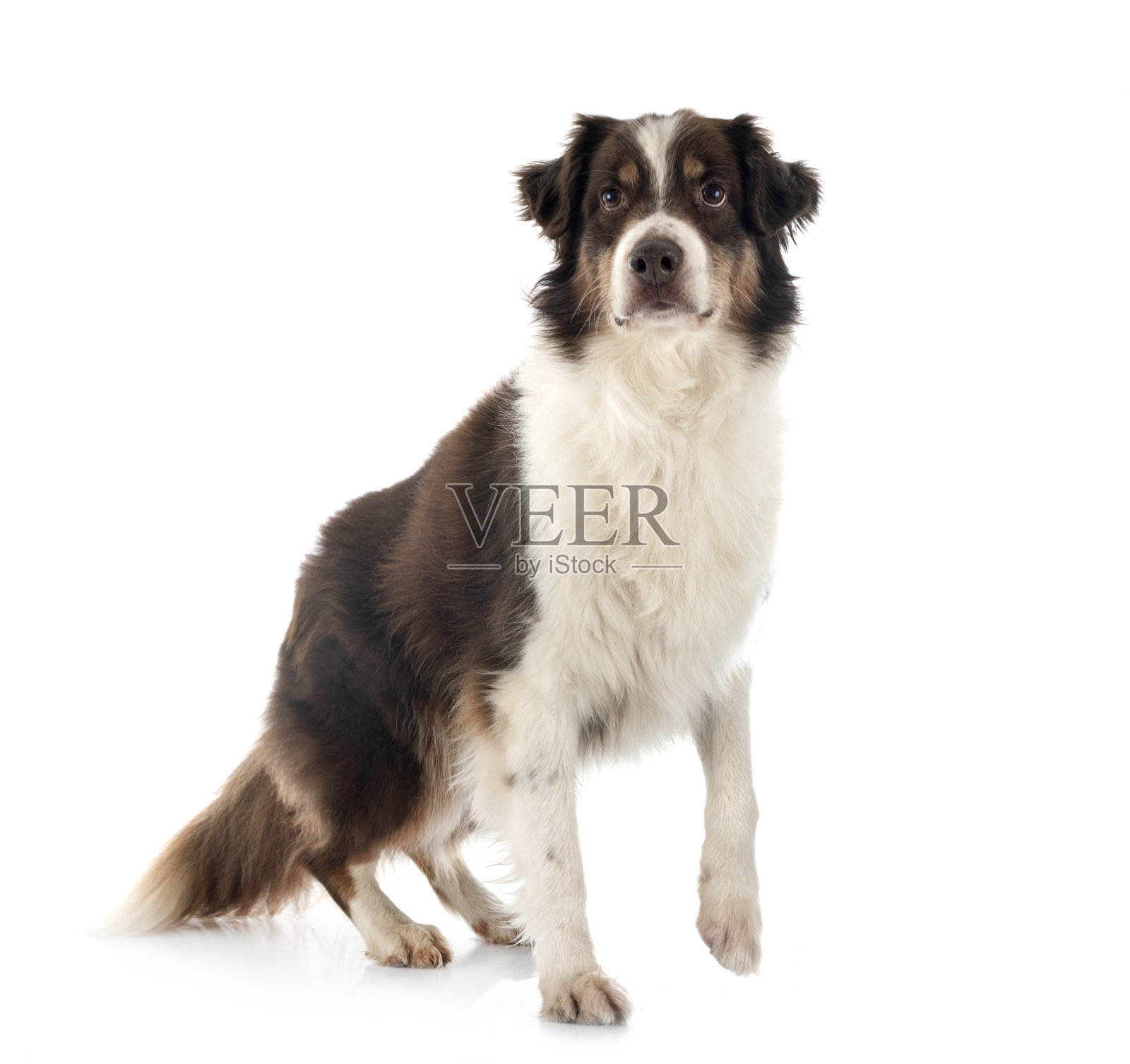 澳大利亚牧羊犬照片摄影图片