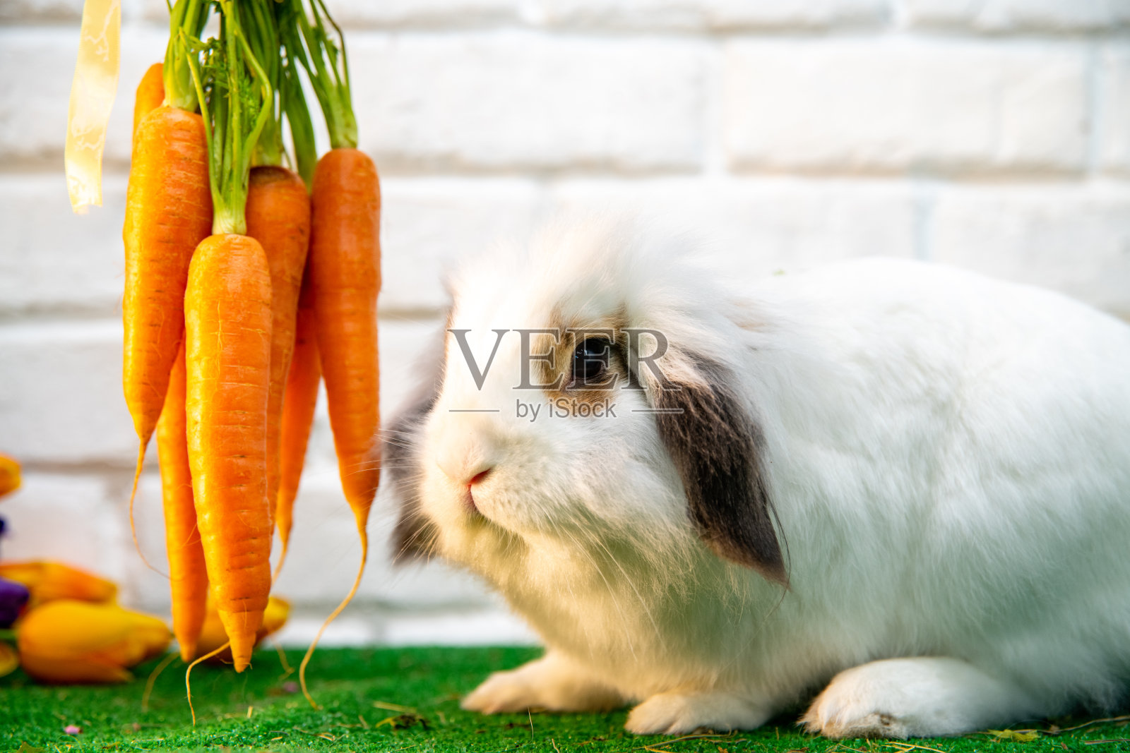 可爱的家兔站在胡萝卜旁边的白砖墙前。照片摄影图片
