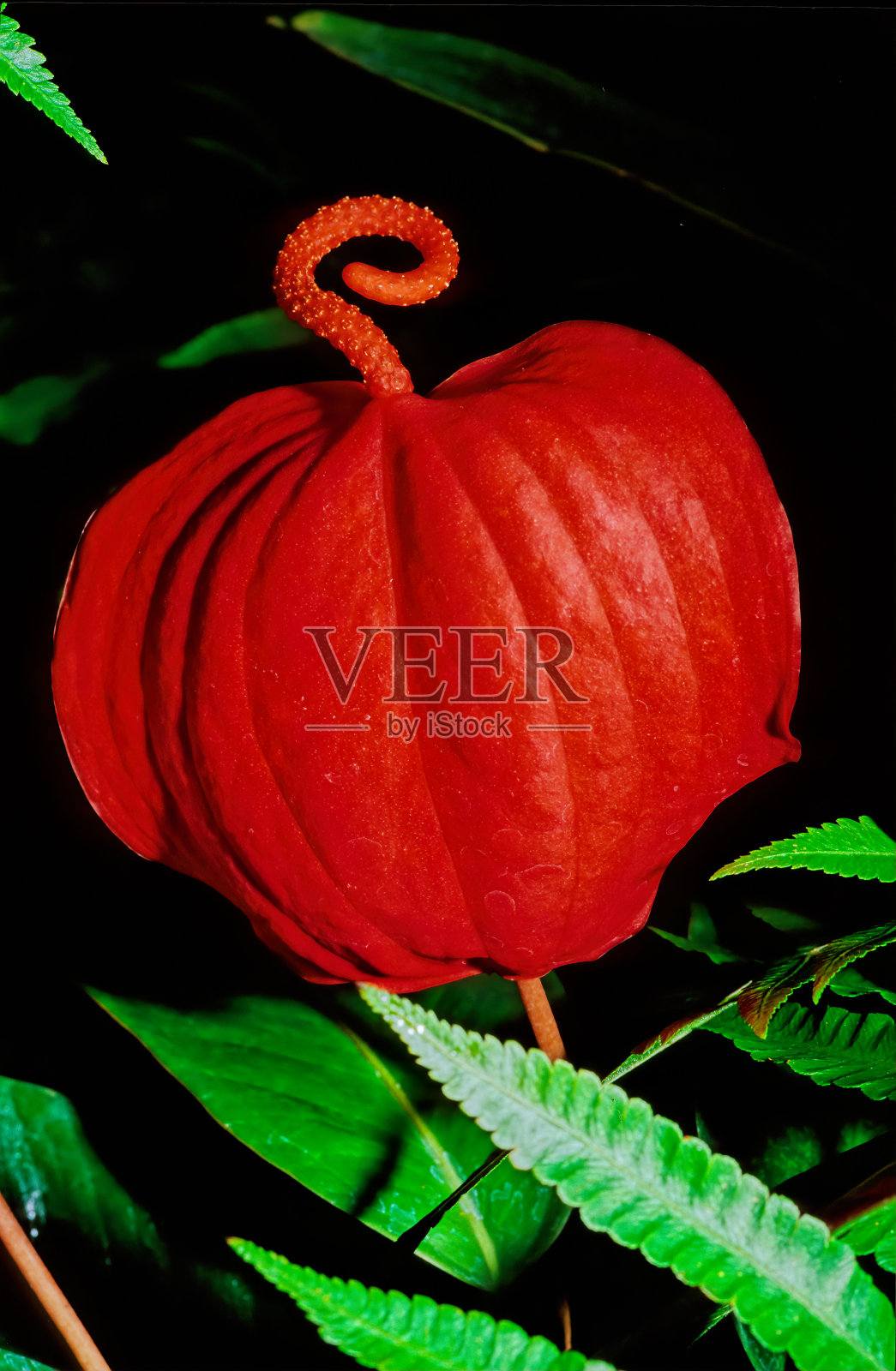 安图里姆 · 谢尔泽里亚努姆照片摄影图片