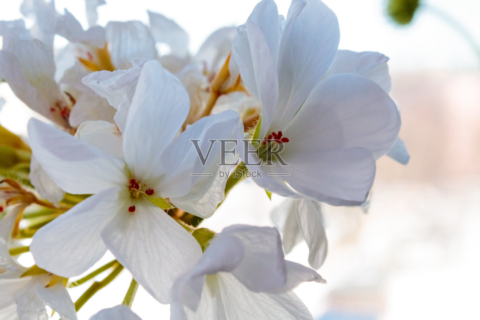 自家花园里的花。照片摄影图片