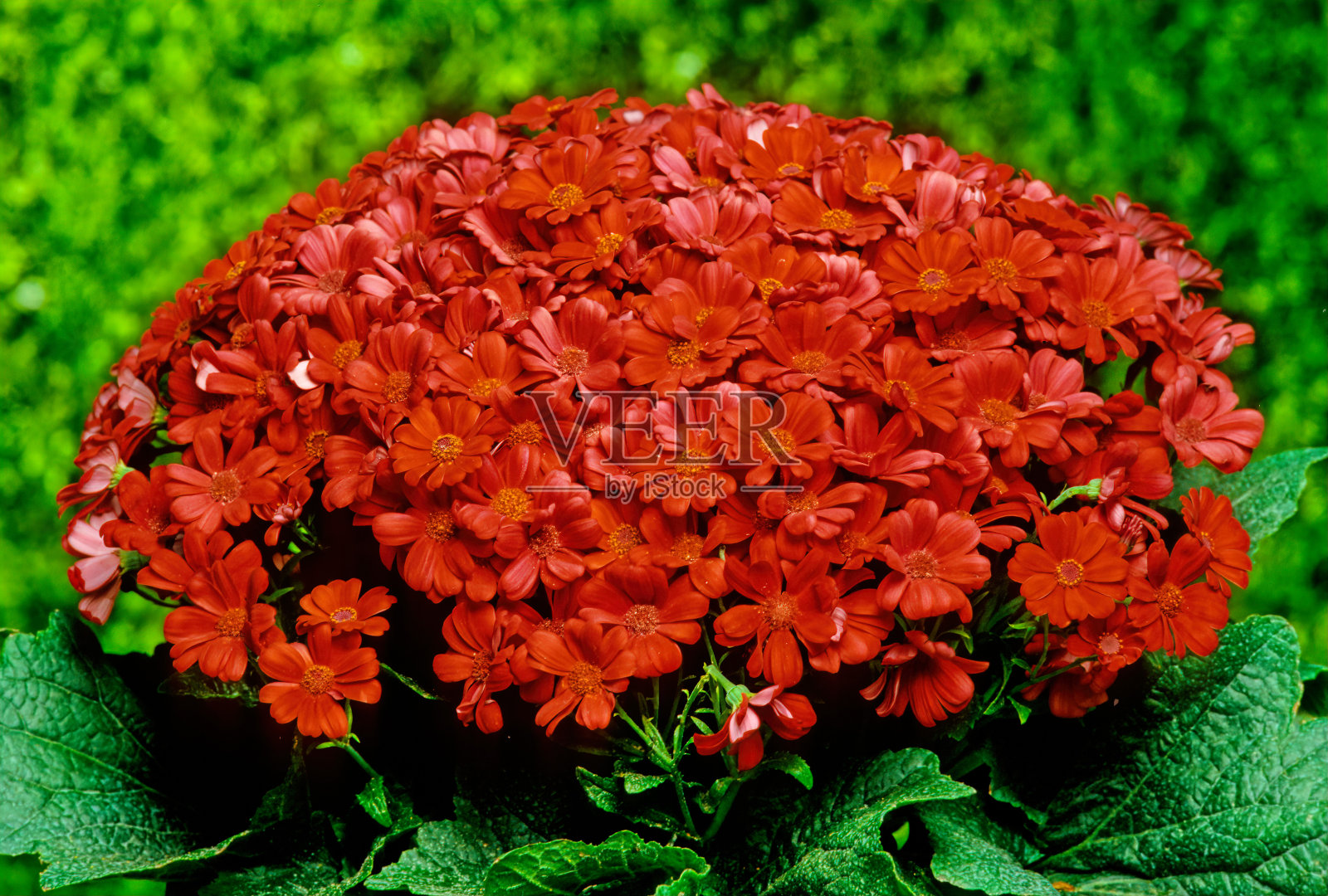 瓜叶菊照片摄影图片