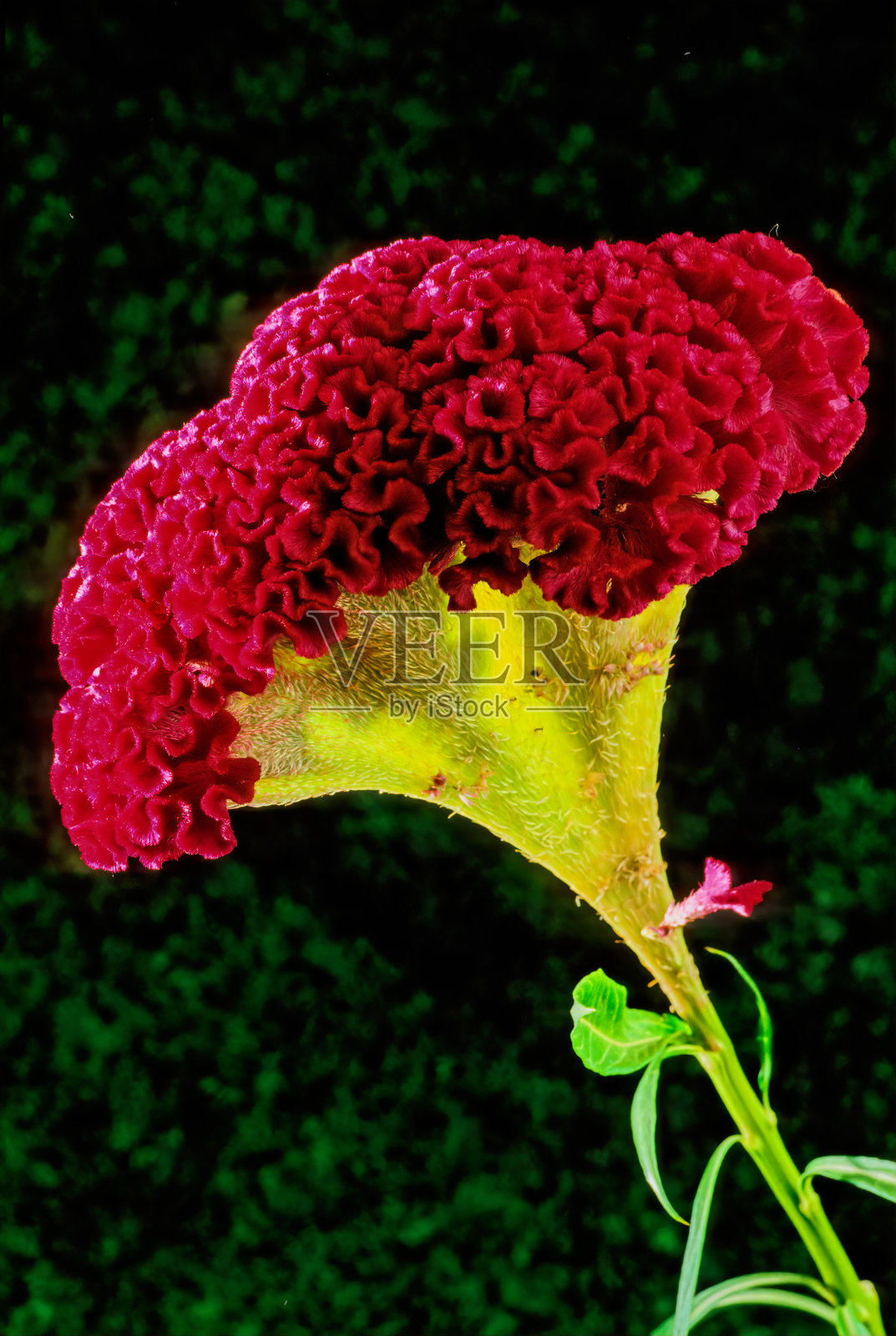 银瓣照片摄影图片