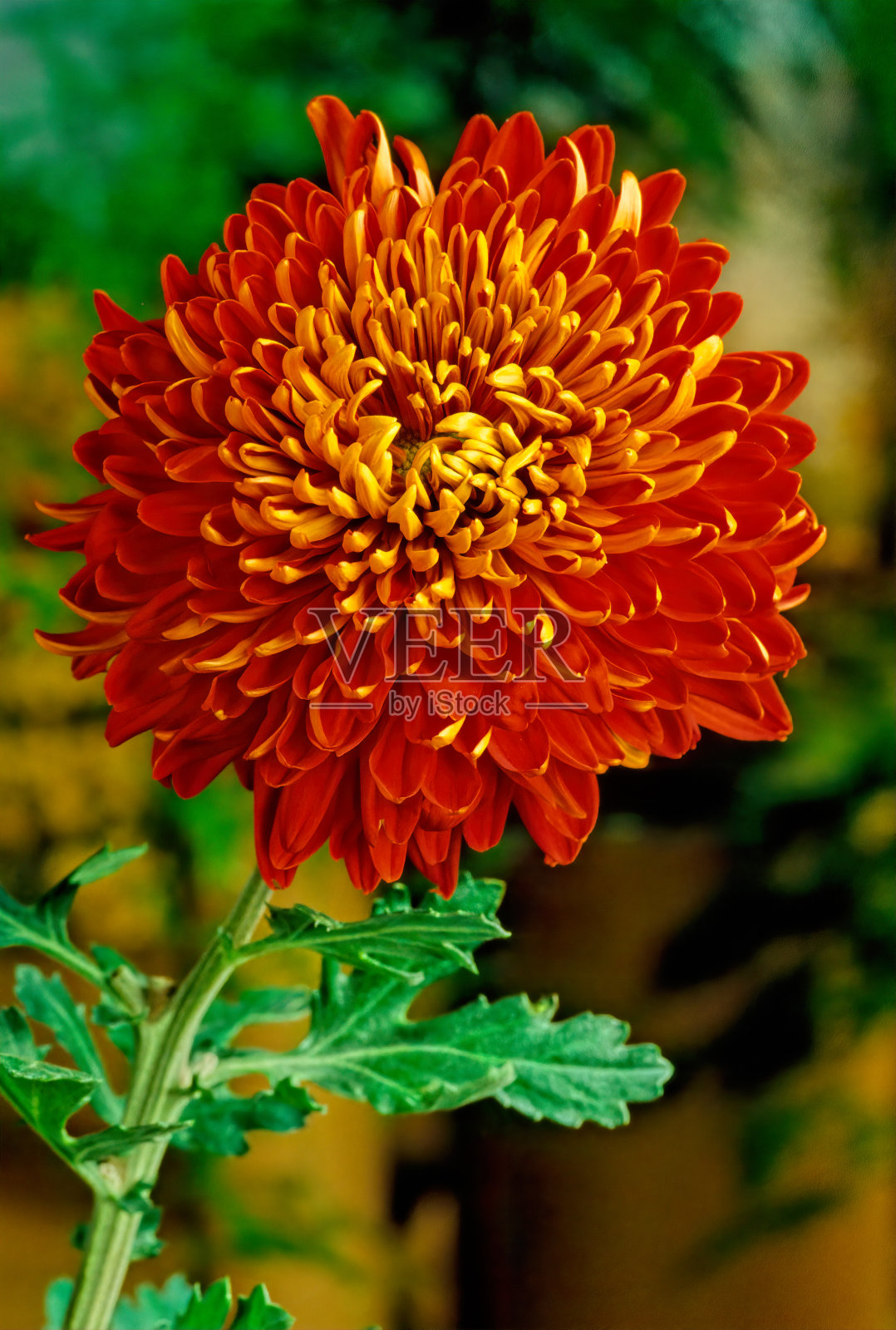 菊花照片摄影图片