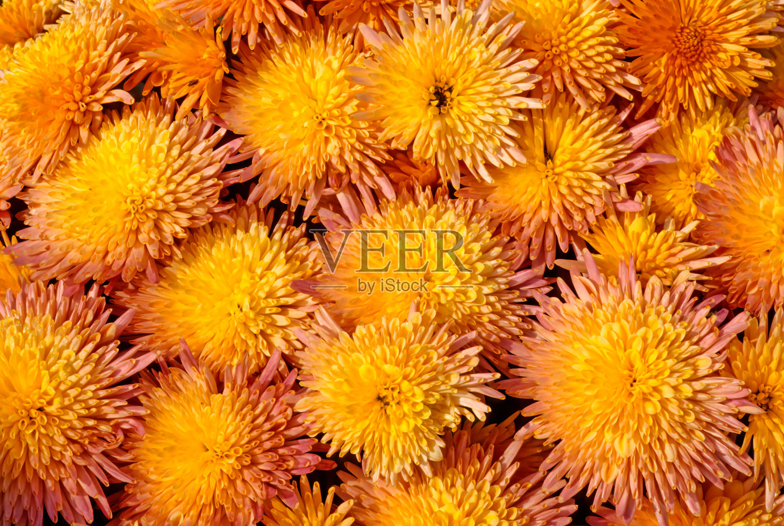 野菊花照片摄影图片