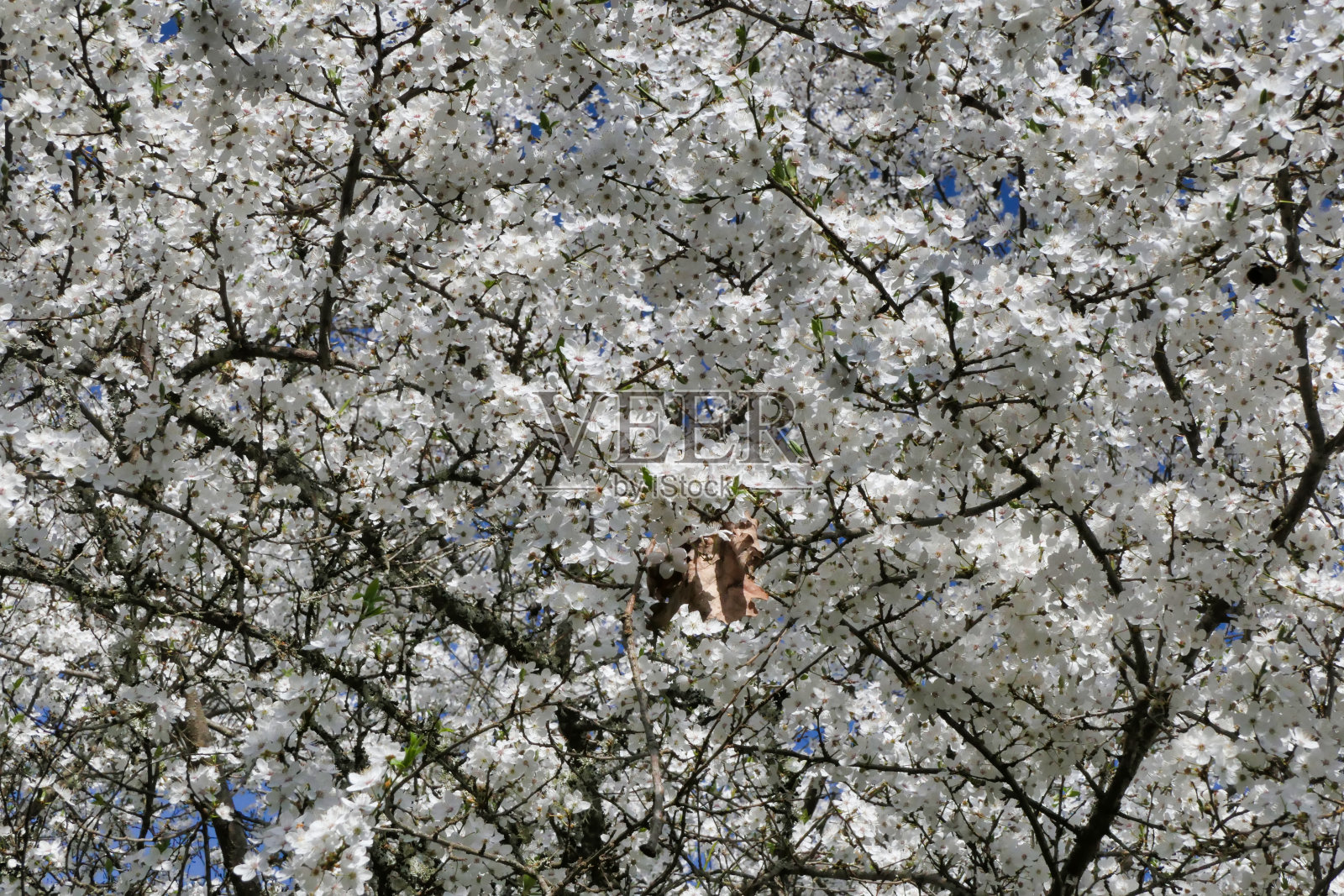 Mirabelle开花照片摄影图片