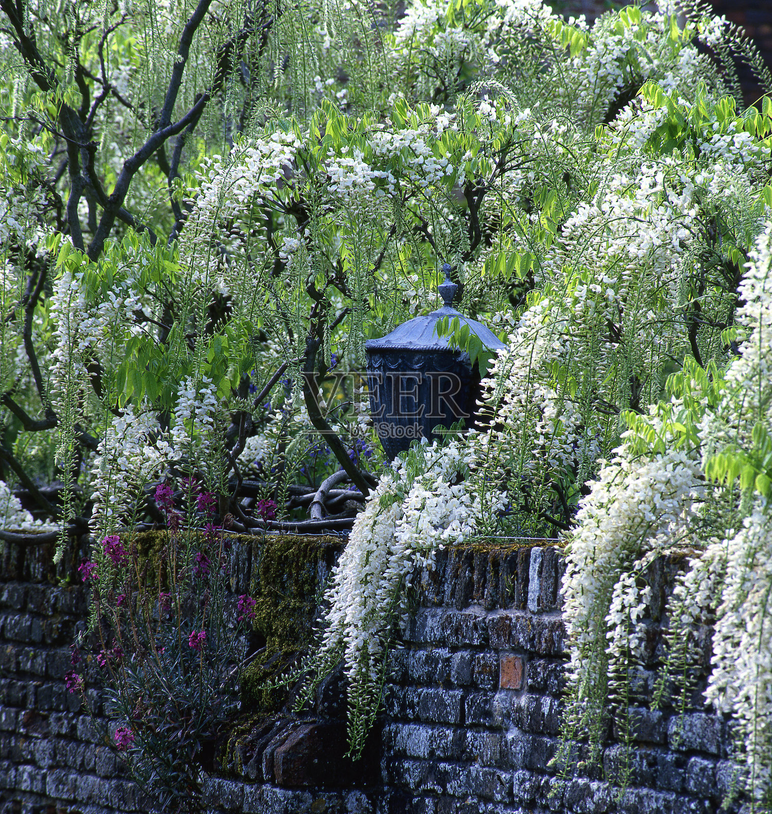 日本紫藤照片摄影图片