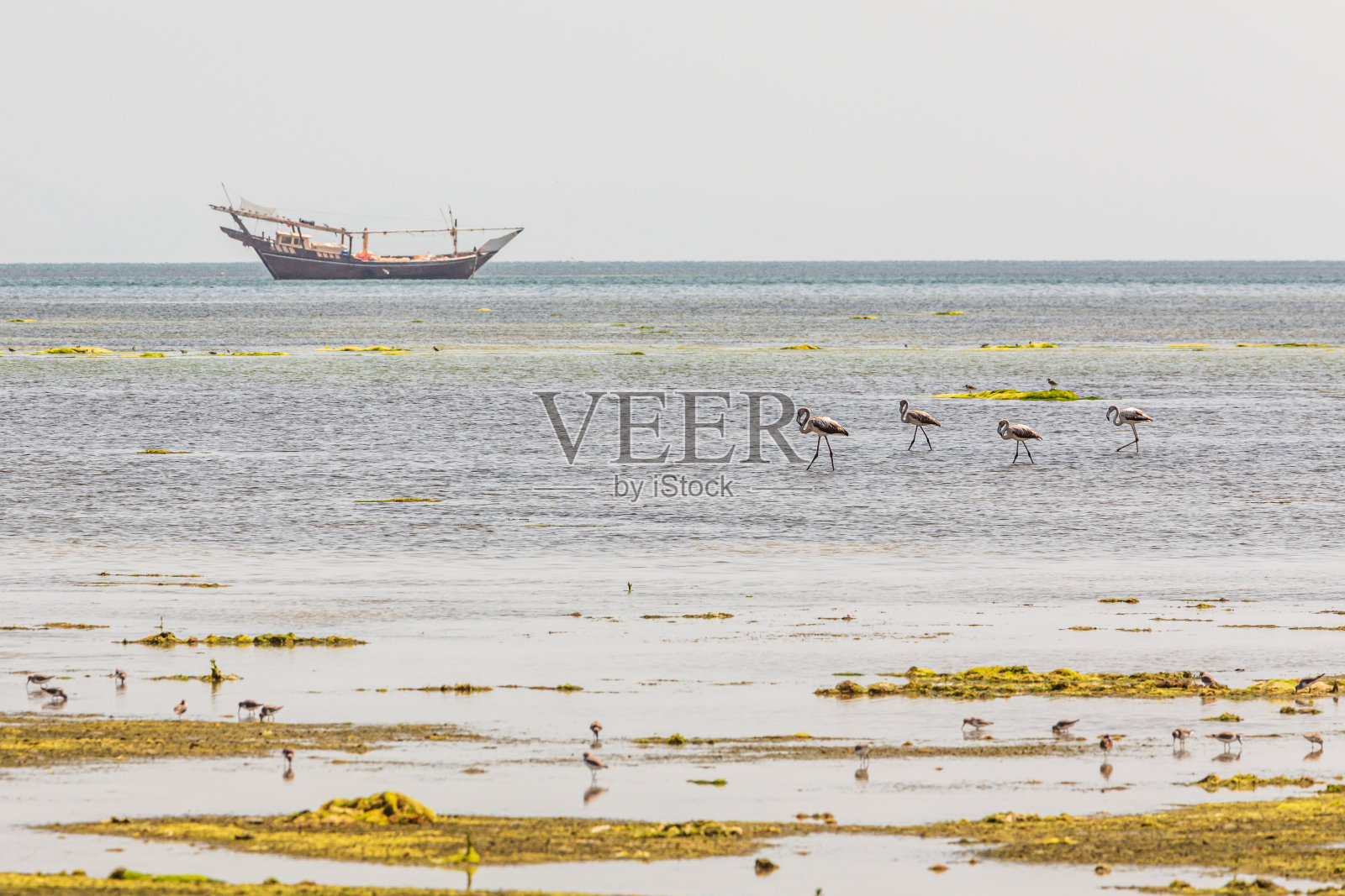 阿曼海岸沼泽中的火烈鸟和海鸟。照片摄影图片