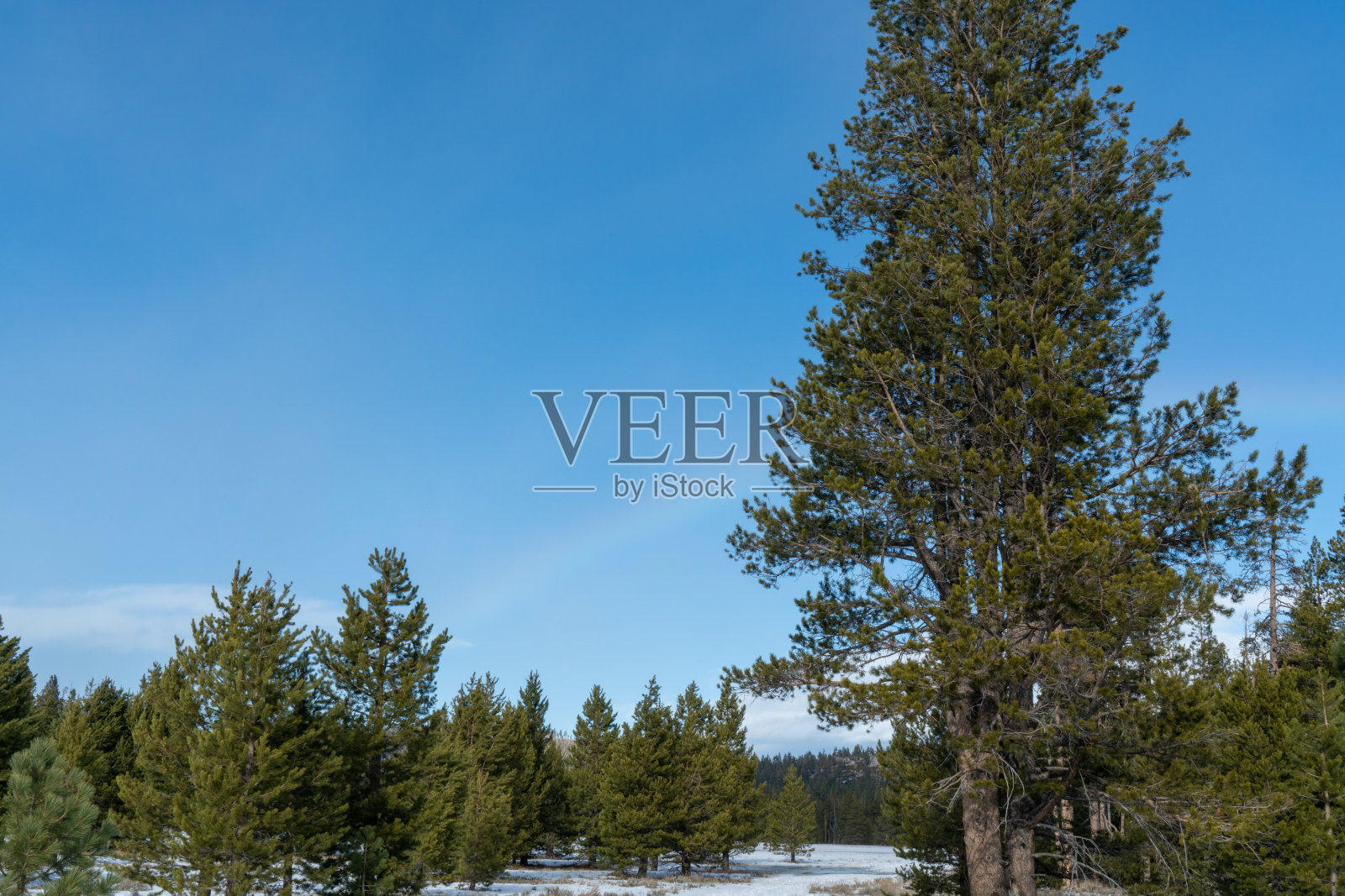 在塔霍湖的瓦肖草地州立公园徒步旅行照片摄影图片