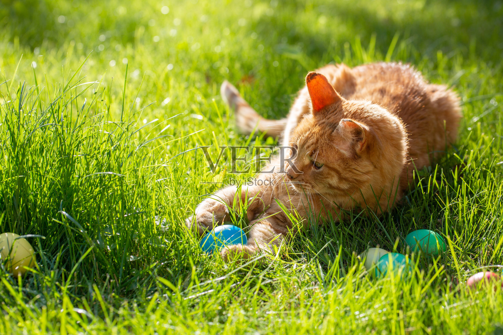 在阳光明媚的春日，红猫在草地上玩复活节彩蛋。有彩色蛋的草地。复活节快乐的概念。照片摄影图片