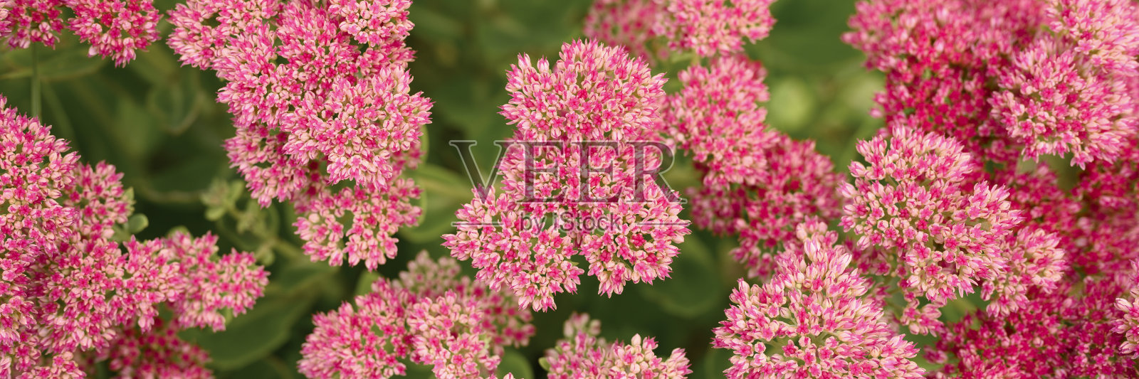 粉红色盛开的花的背景。景天属植物telephium。横幅照片摄影图片