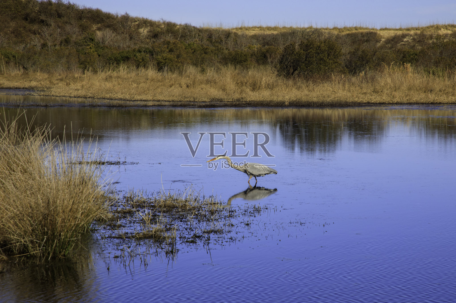 鹭狩猎照片摄影图片