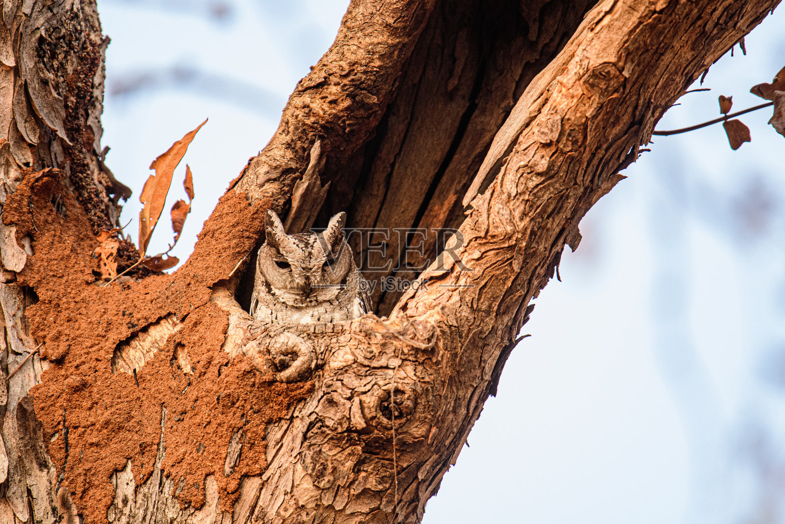 森林中的猫头鹰照片摄影图片