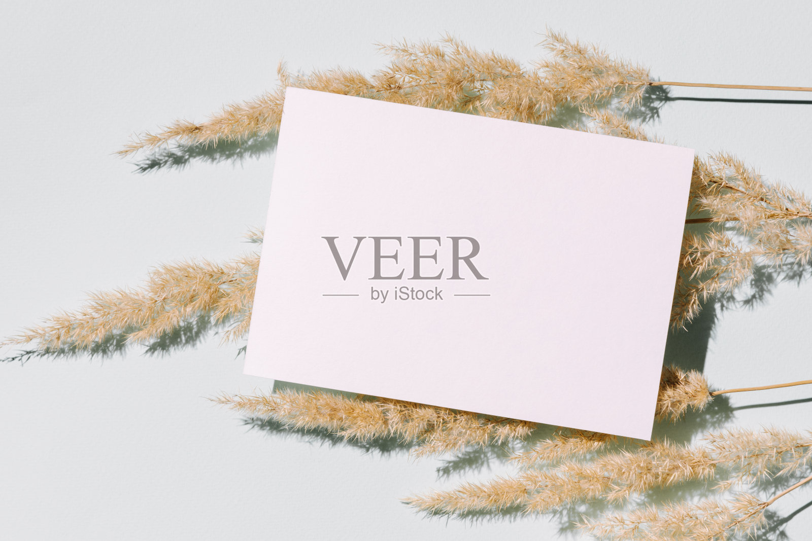 模型与空白纸卡和干燥的潘帕斯草在时尚的阴影和阳光柔和的蓝色背景。最小的商业品牌模板。平躺，俯视图。照片摄影图片