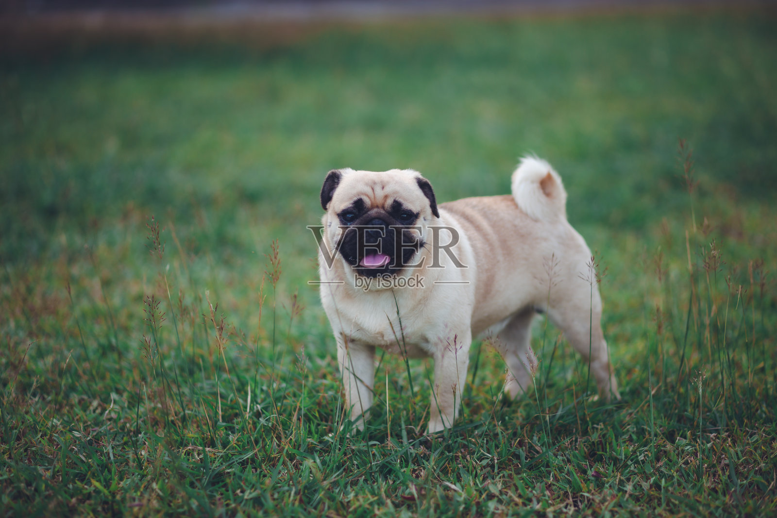 可爱的哈巴狗夏天坐在草地上照片摄影图片