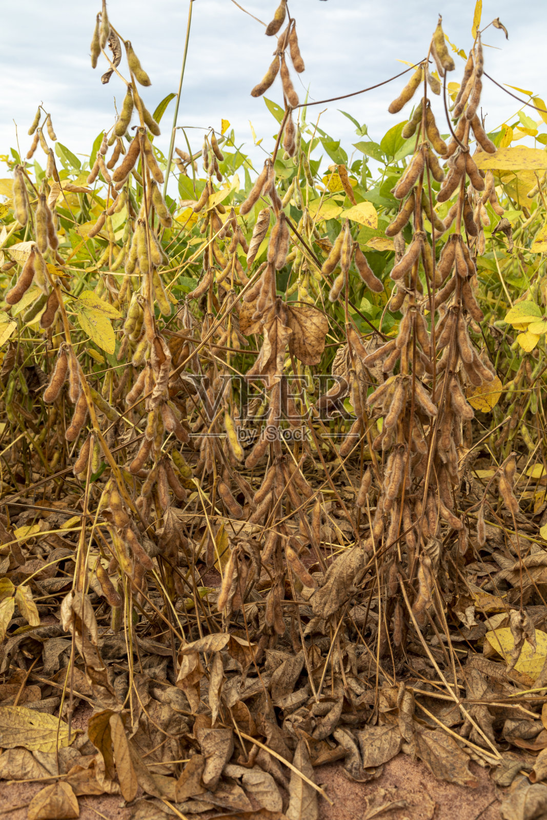 大豆种植与干谷物，准备收获照片摄影图片