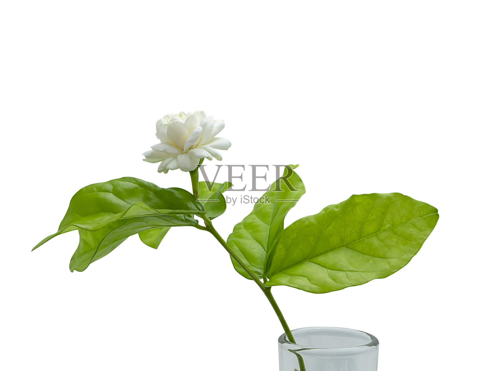 白色的茉莉花在白色的背景上的特写照片摄影图片