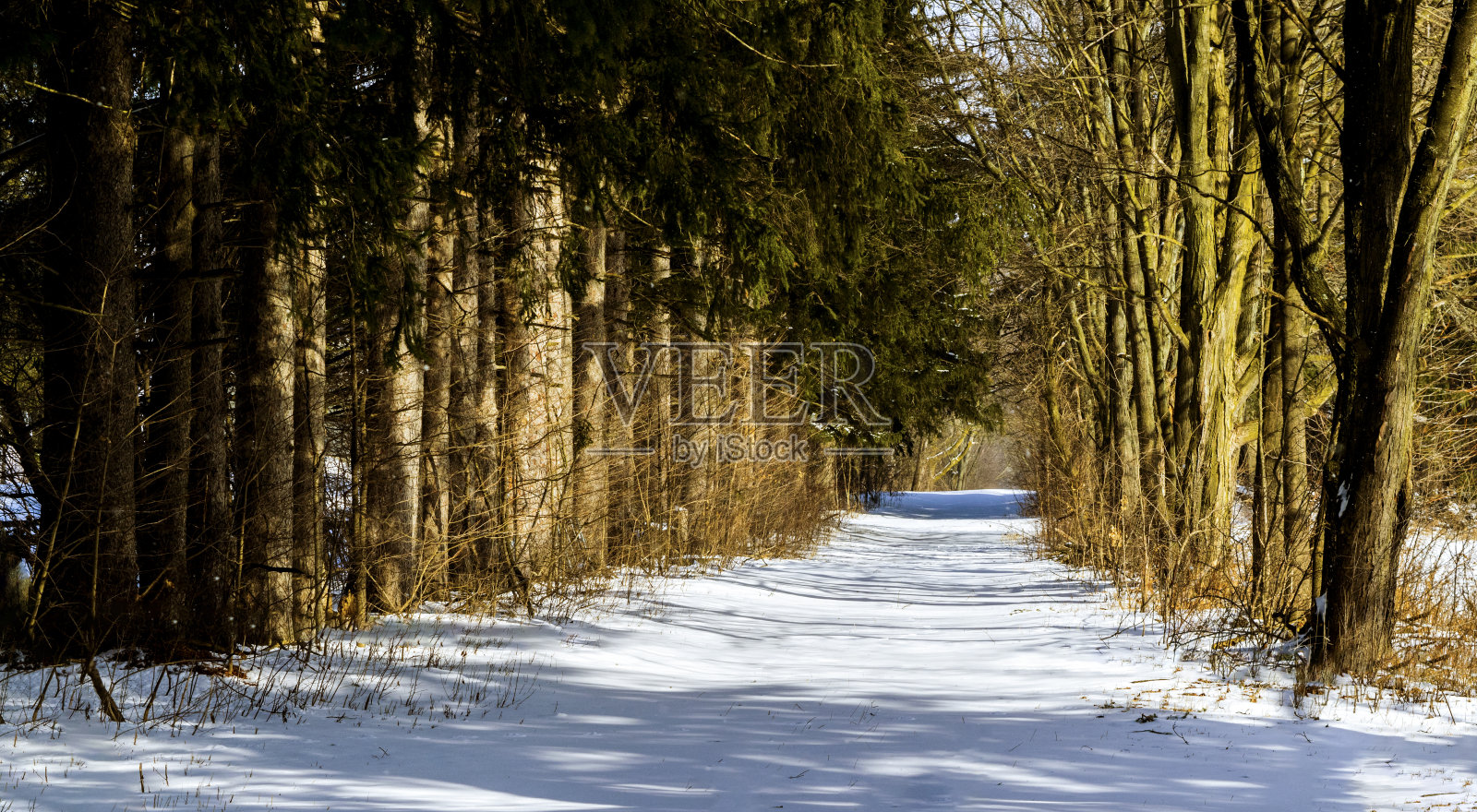 冬季景观与雪和树照片摄影图片