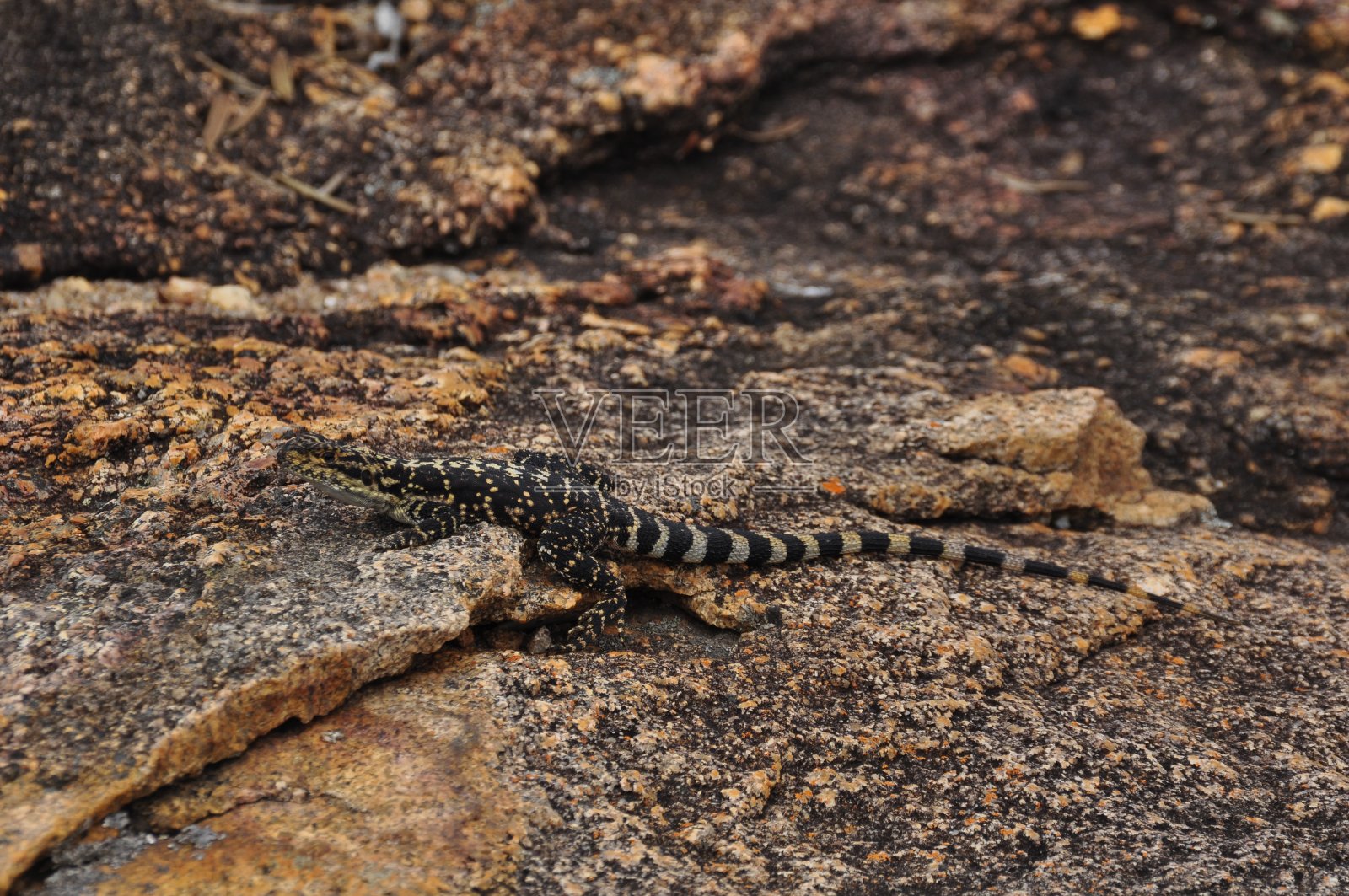 华丽的裂缝龙蜥蜴伪装在岩石上照片摄影图片