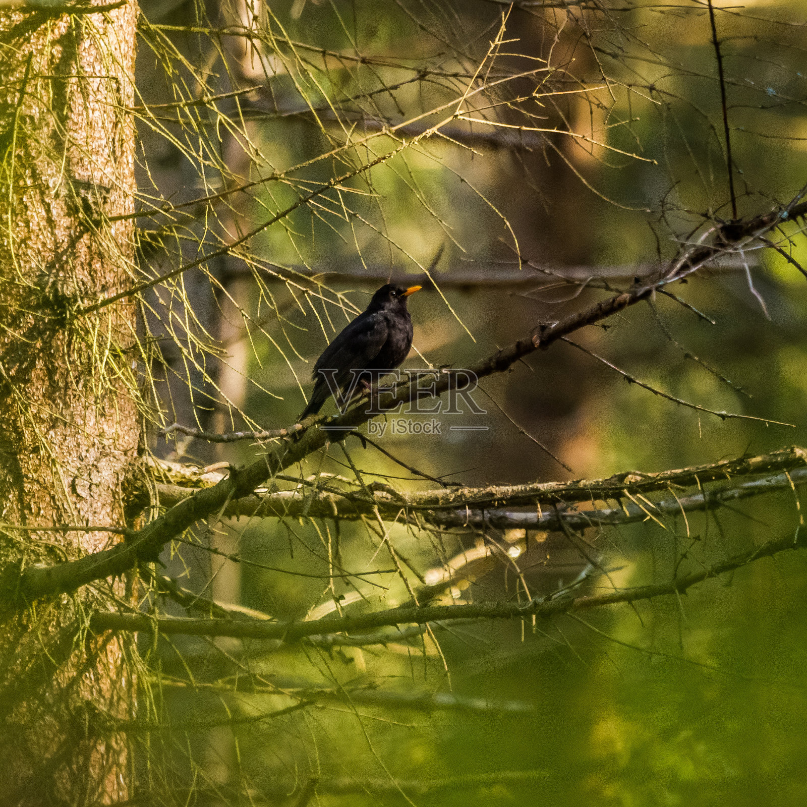 一只美丽的普通画眉坐在森林的树枝上。春光明媚的林地里有一只小鸟。照片摄影图片