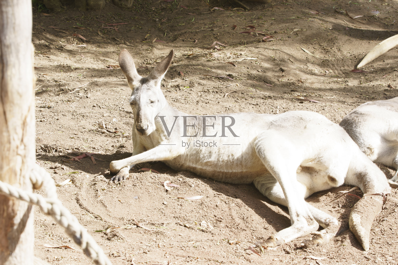 澳大利亚维多利亚的袋鼠照片摄影图片
