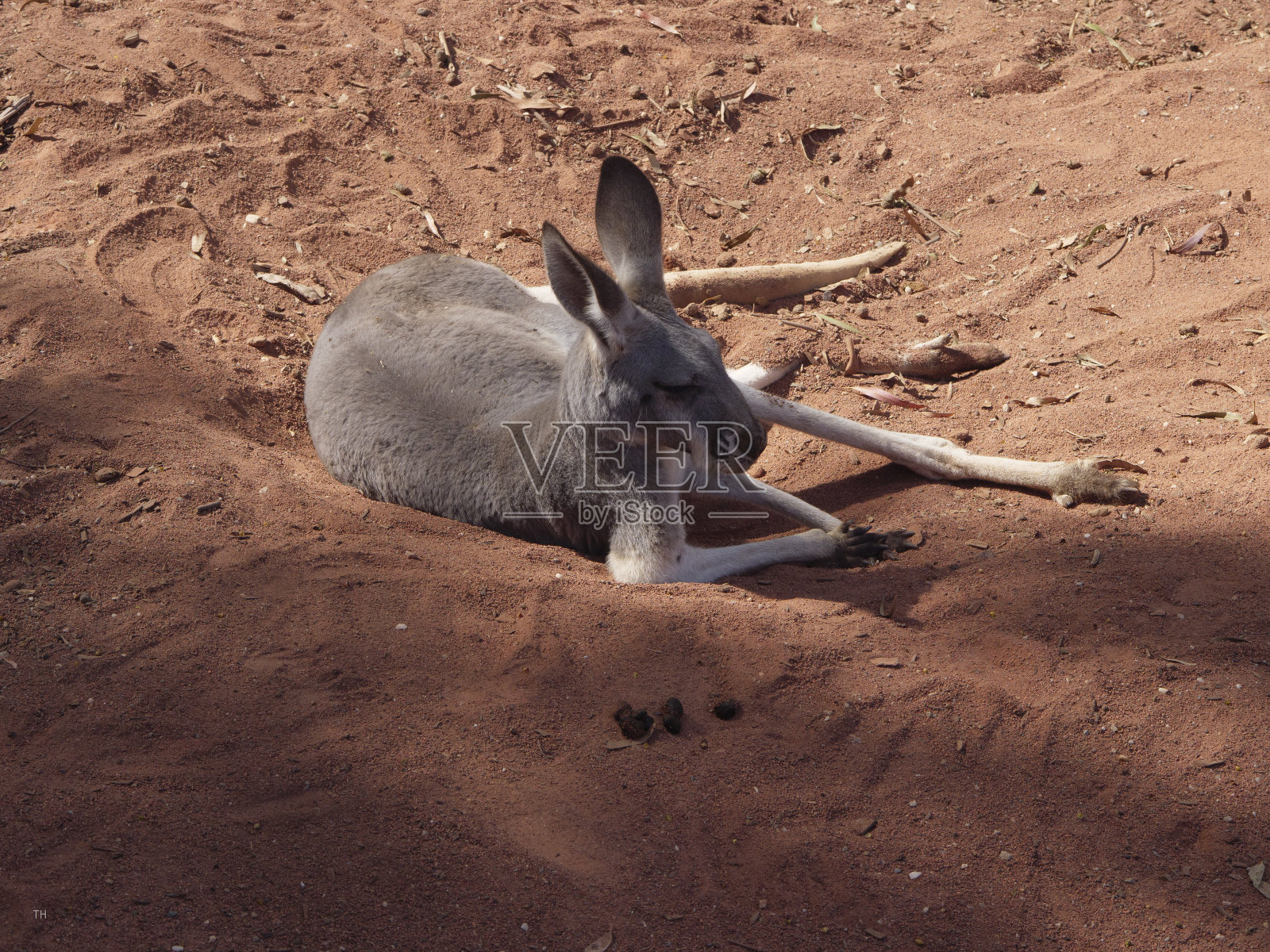 澳大利亚维多利亚的袋鼠照片摄影图片