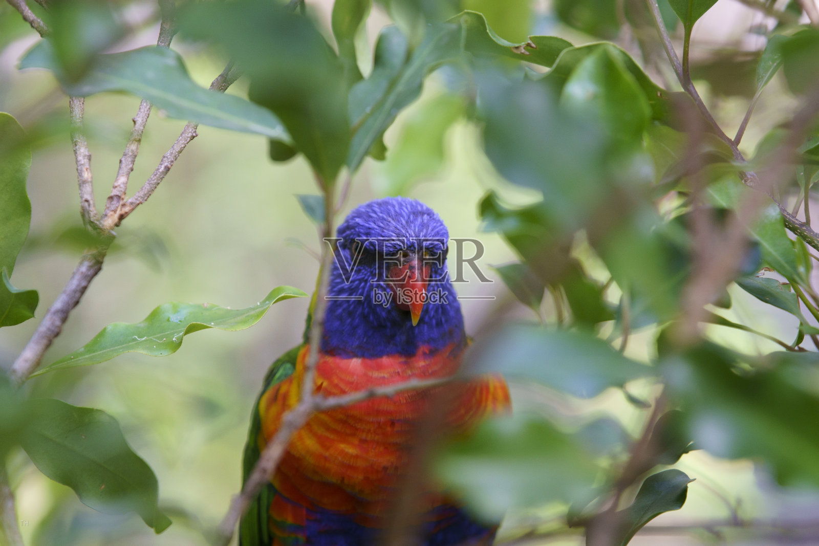澳大利亚维多利亚州的彩虹鹦鹉照片摄影图片