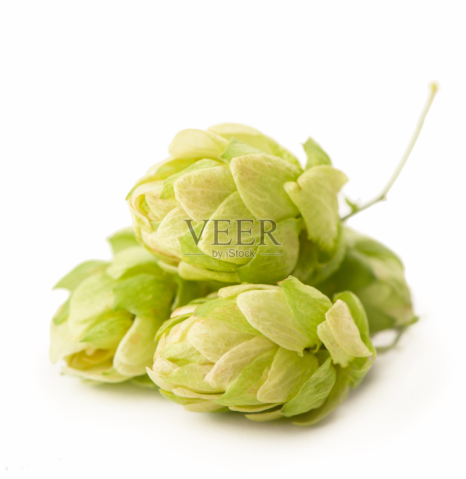 新鲜的绿色啤酒花枝，孤立在白色背景上。用来制作啤酒和面包的啤酒花圆锥照片摄影图片