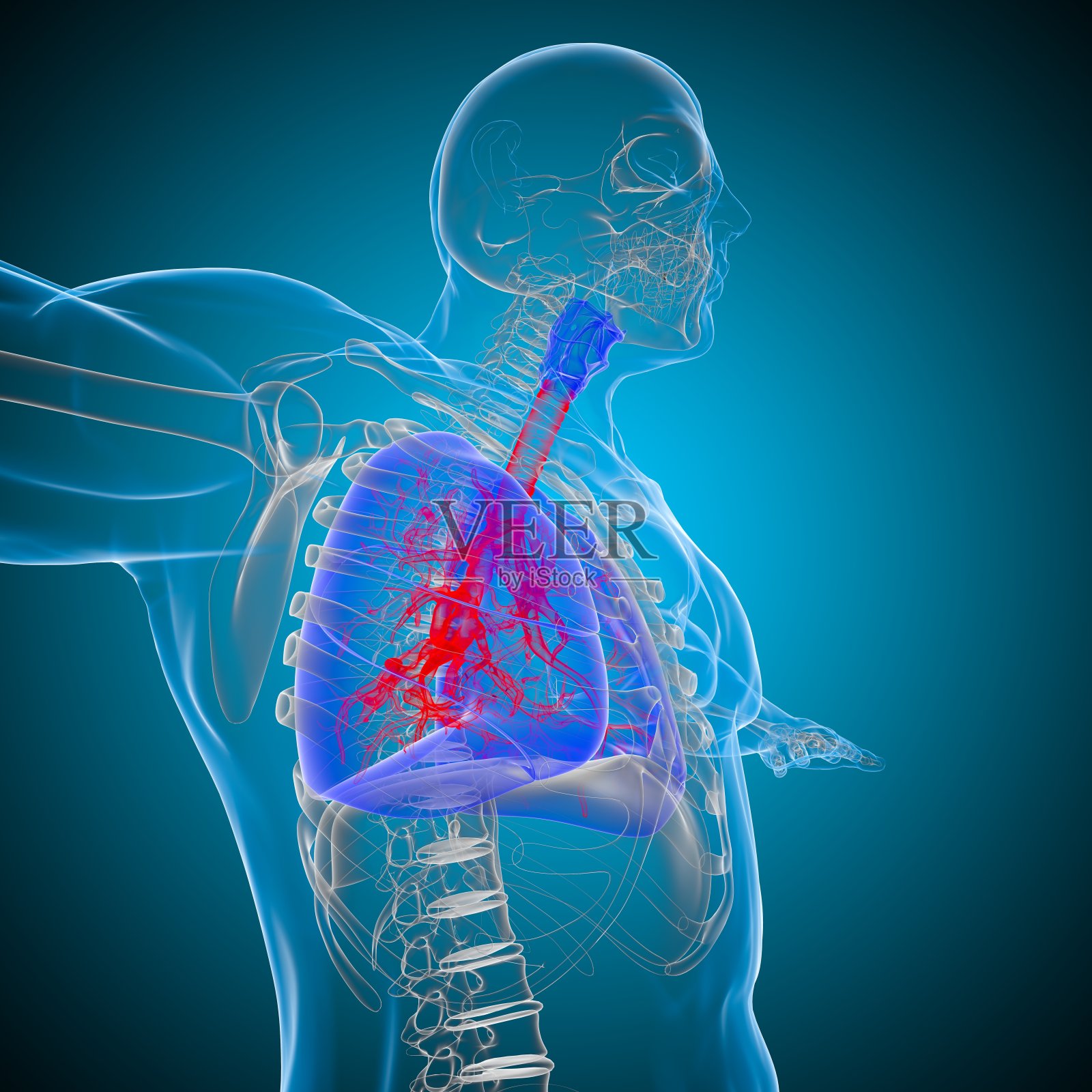 肺人体呼吸系统解剖医学概念3D渲染照片摄影图片