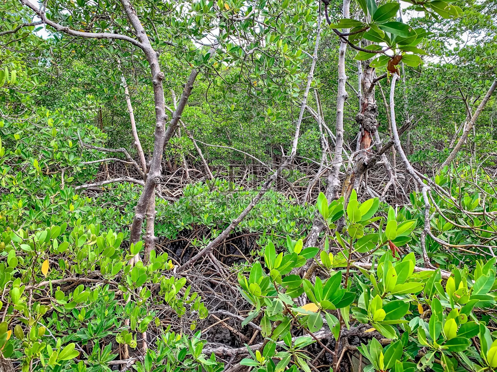 南佛罗里达河口红树林的根照片摄影图片
