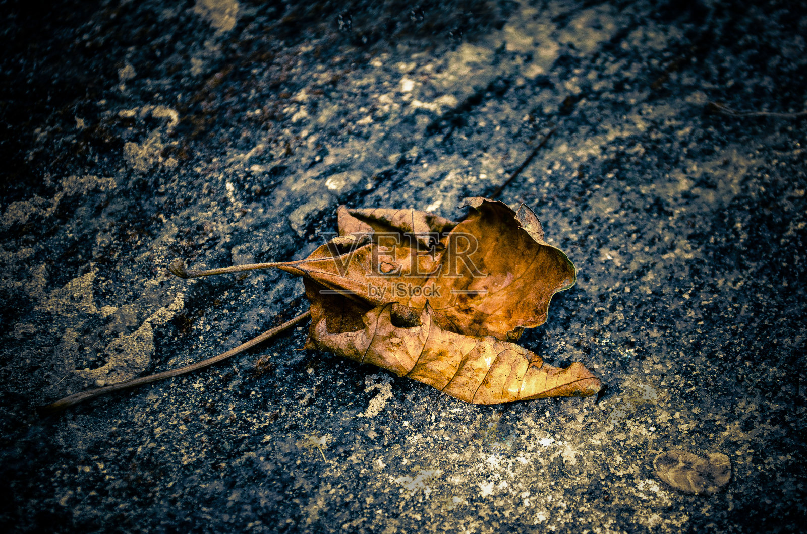 落叶照片摄影图片