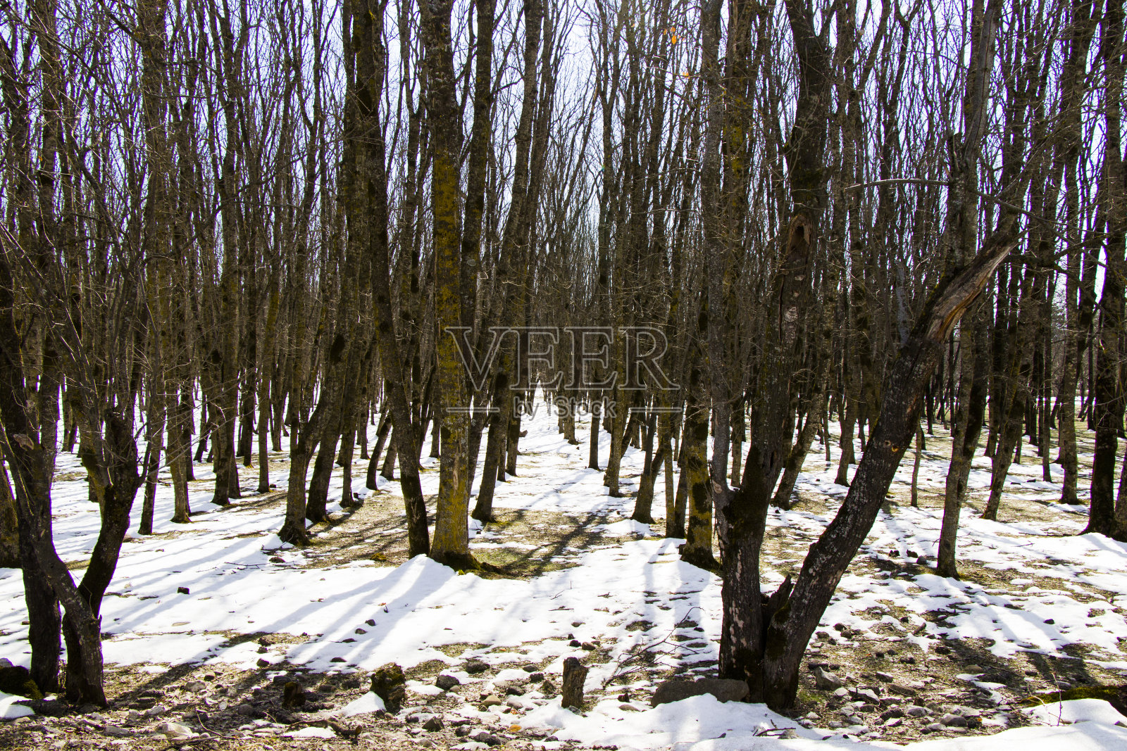 森林照片摄影图片
