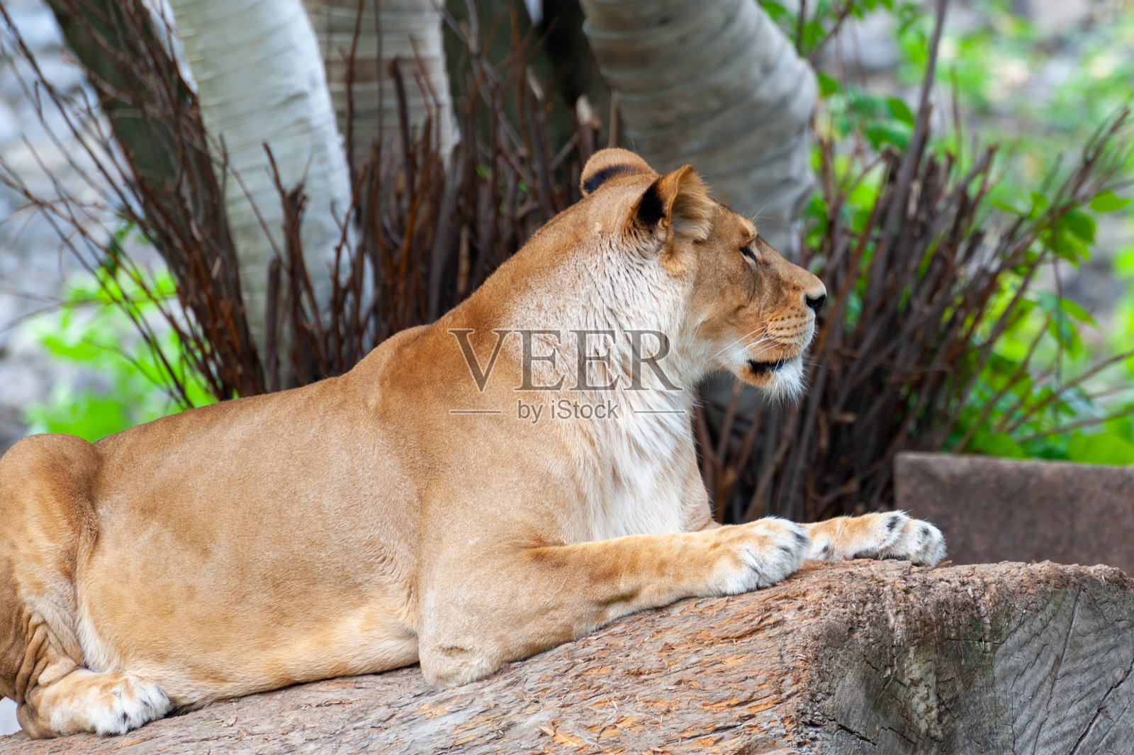 狮子的特写照片。照片摄影图片