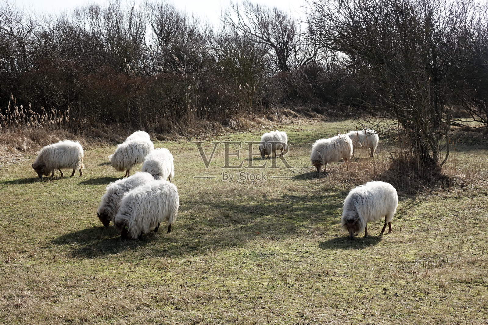 沙丘中的一群羊照片摄影图片