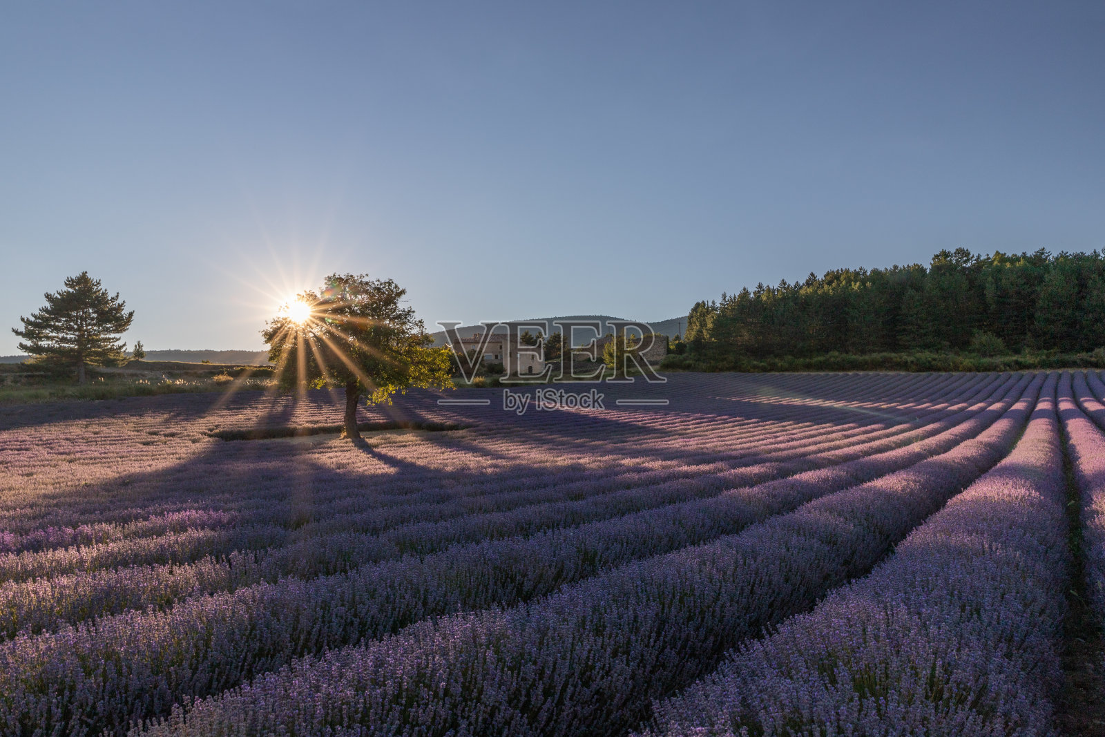 欧洲法国普罗旺斯的薰衣草田照片摄影图片